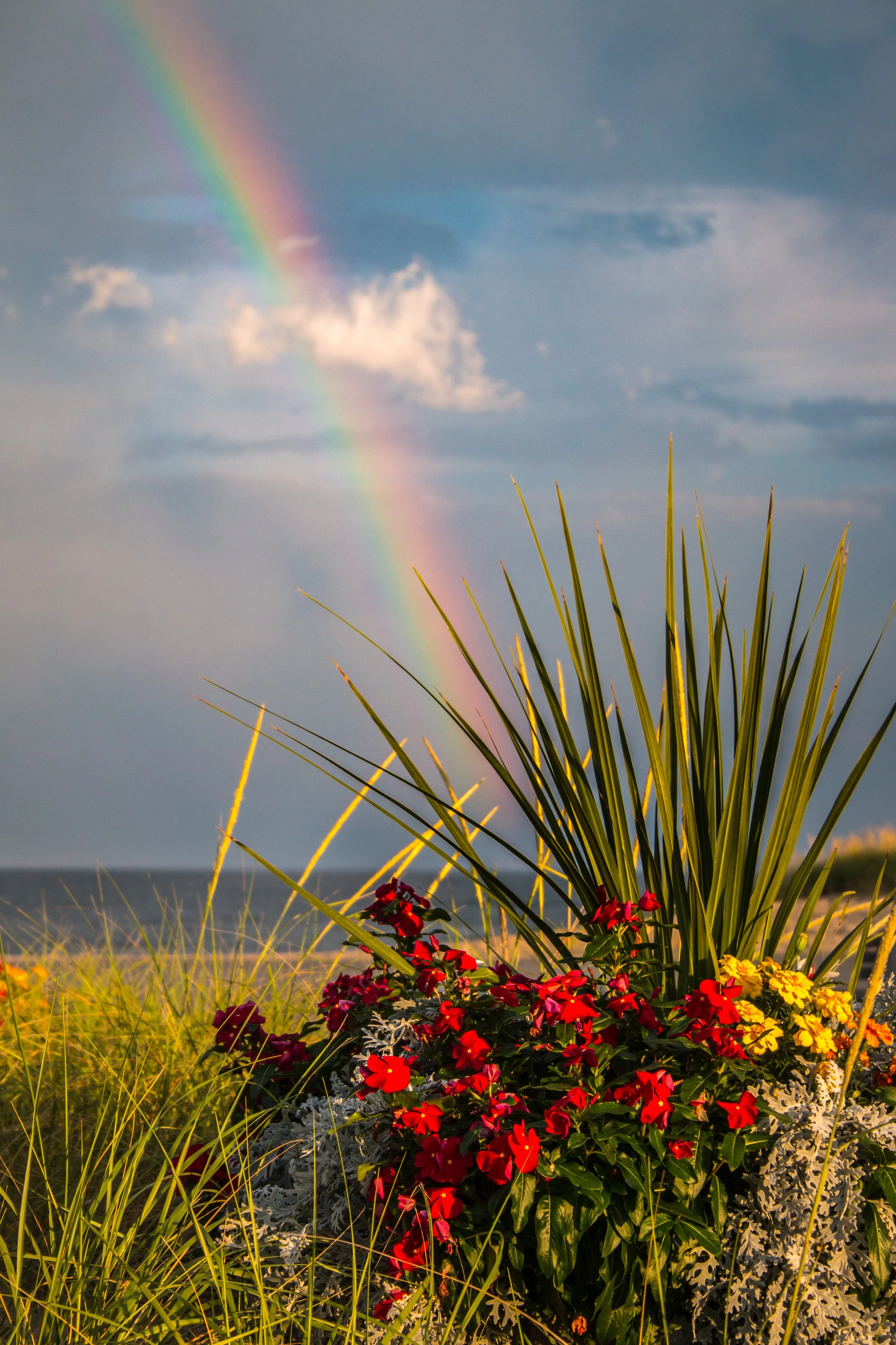 V_Rainbow Behind Flowers.jpg