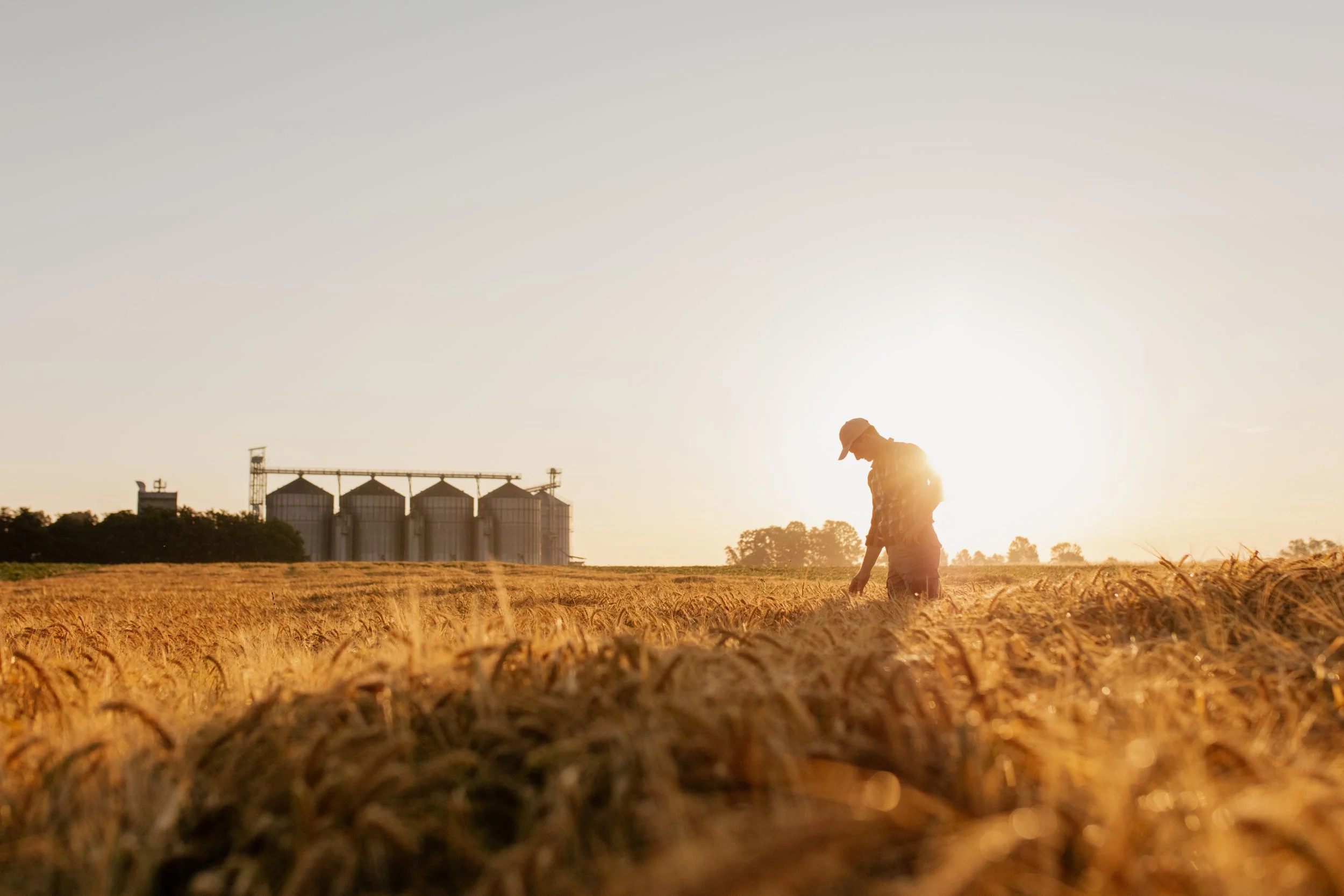 A farmer working in a wheat field during sunset near grain silos and a farm building.