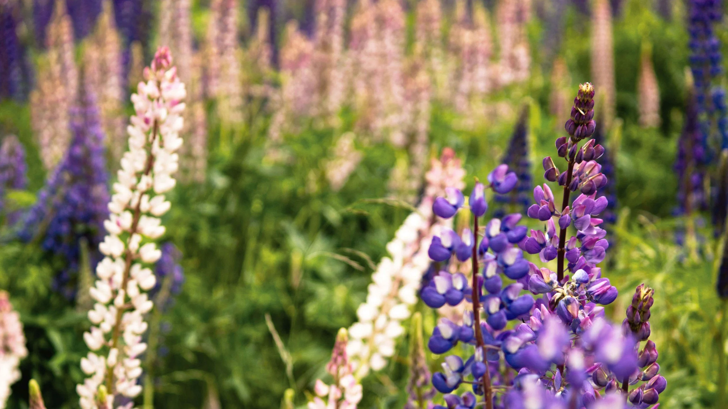 Close-up of purple and white lupine flowers in a field with blurred background of more lupines.