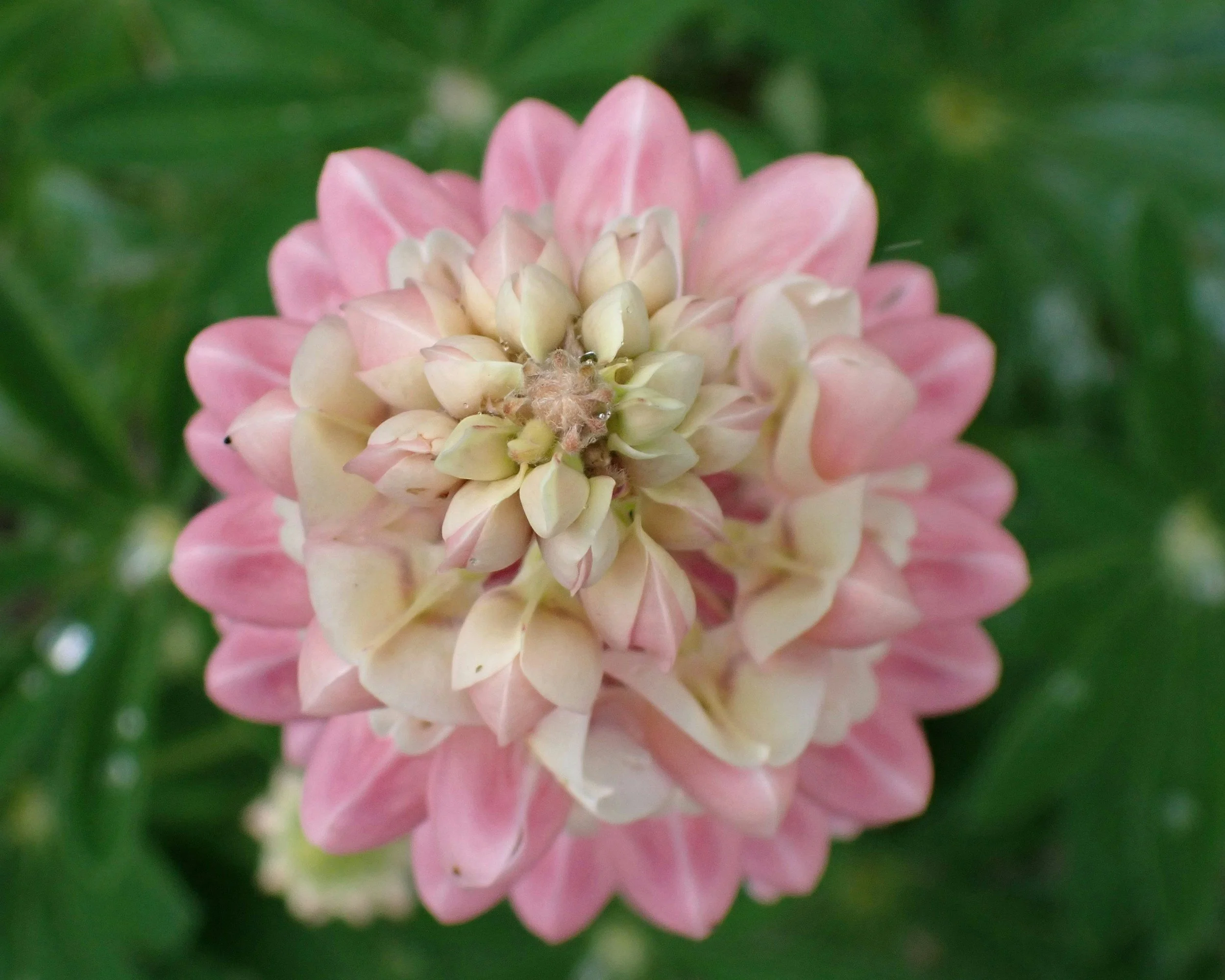 Close-up of a pink and white flower with layered petals, surrounded by green leaves.