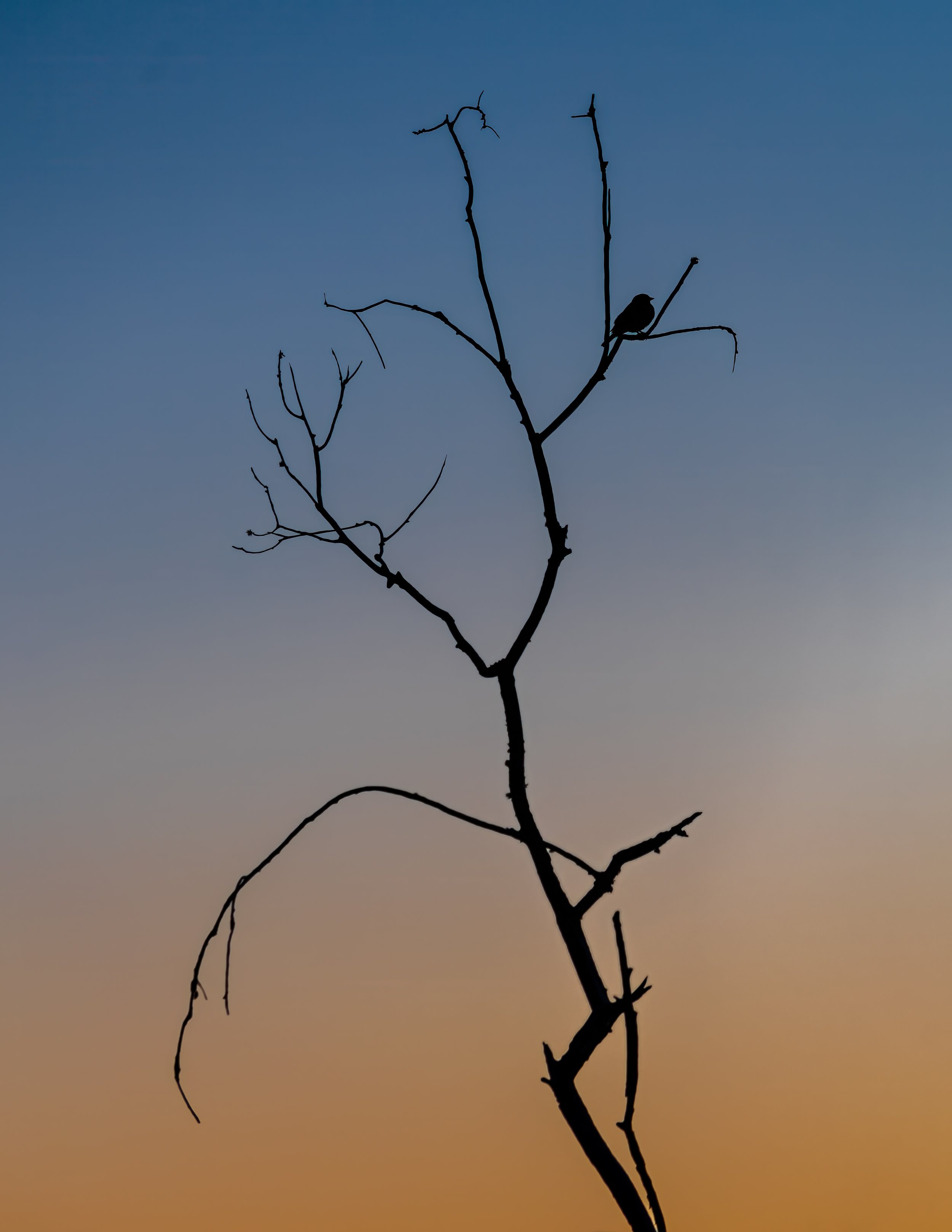 Blackbird Sunset