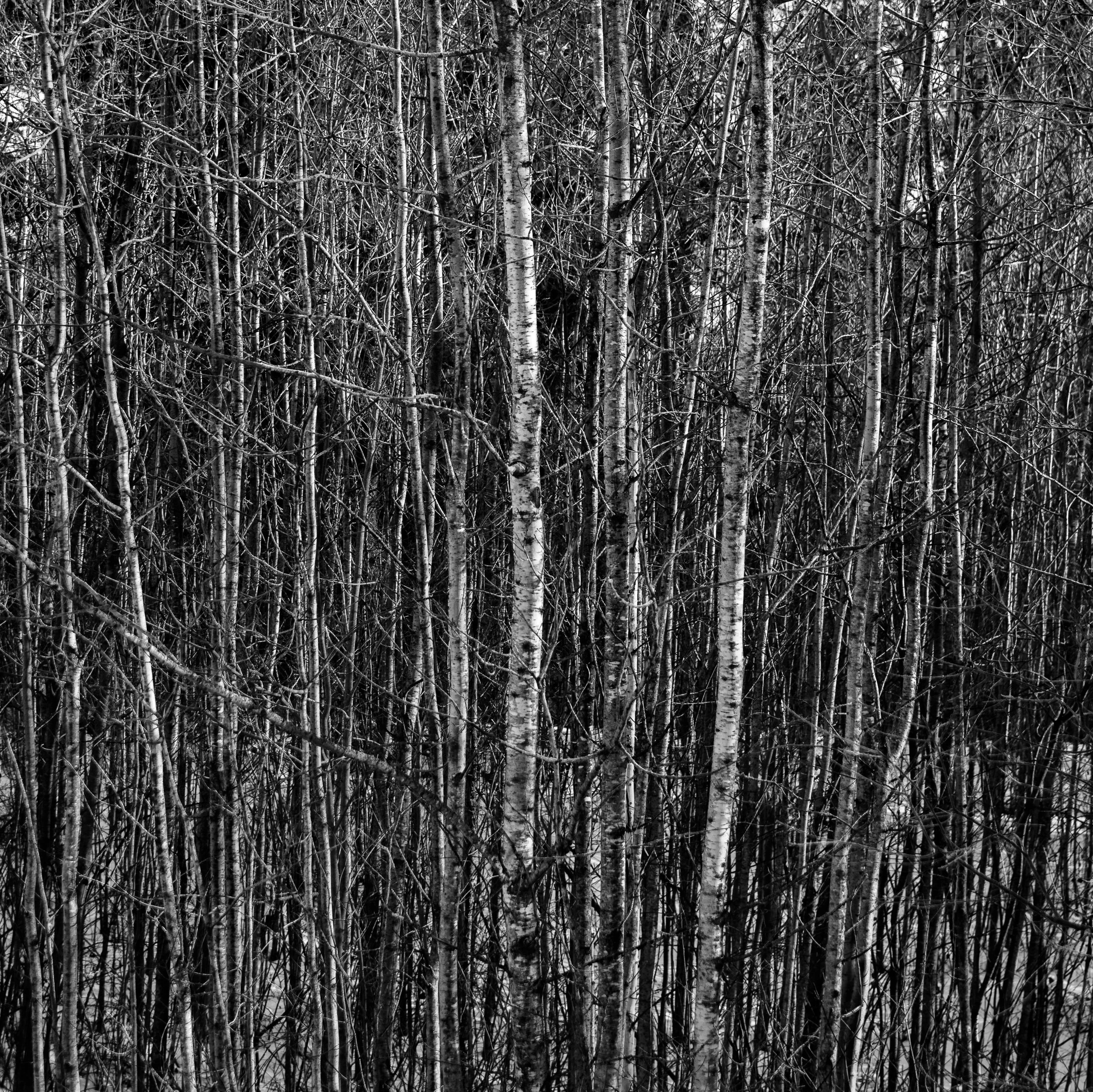 Poplar