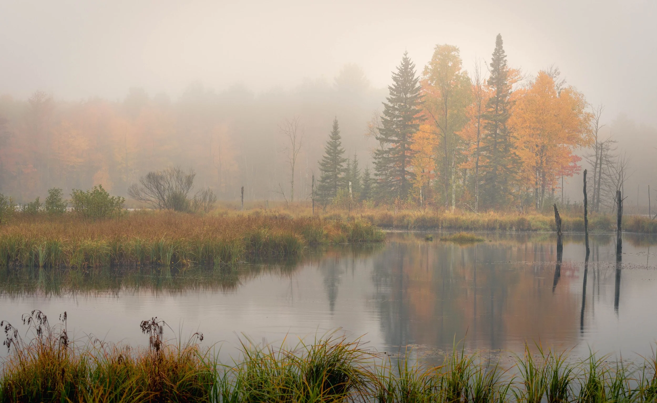 Foggy Fall