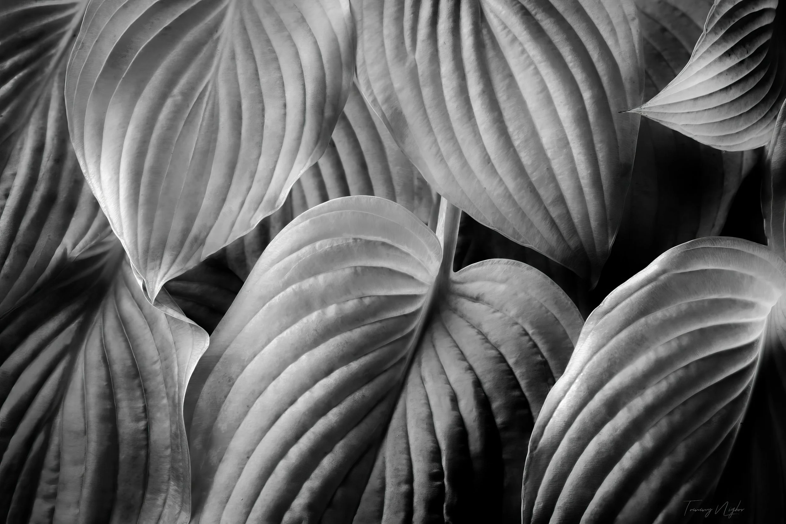 Lines And Curves