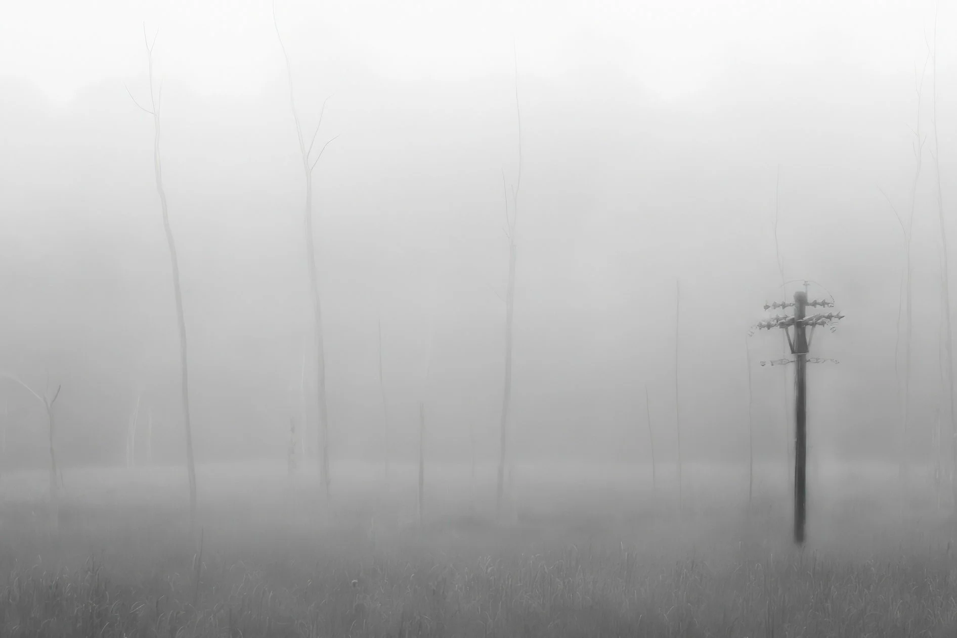 Disconnected
An abandoned power pole in a swamp. The crossarms still reach. Nothing is attached.