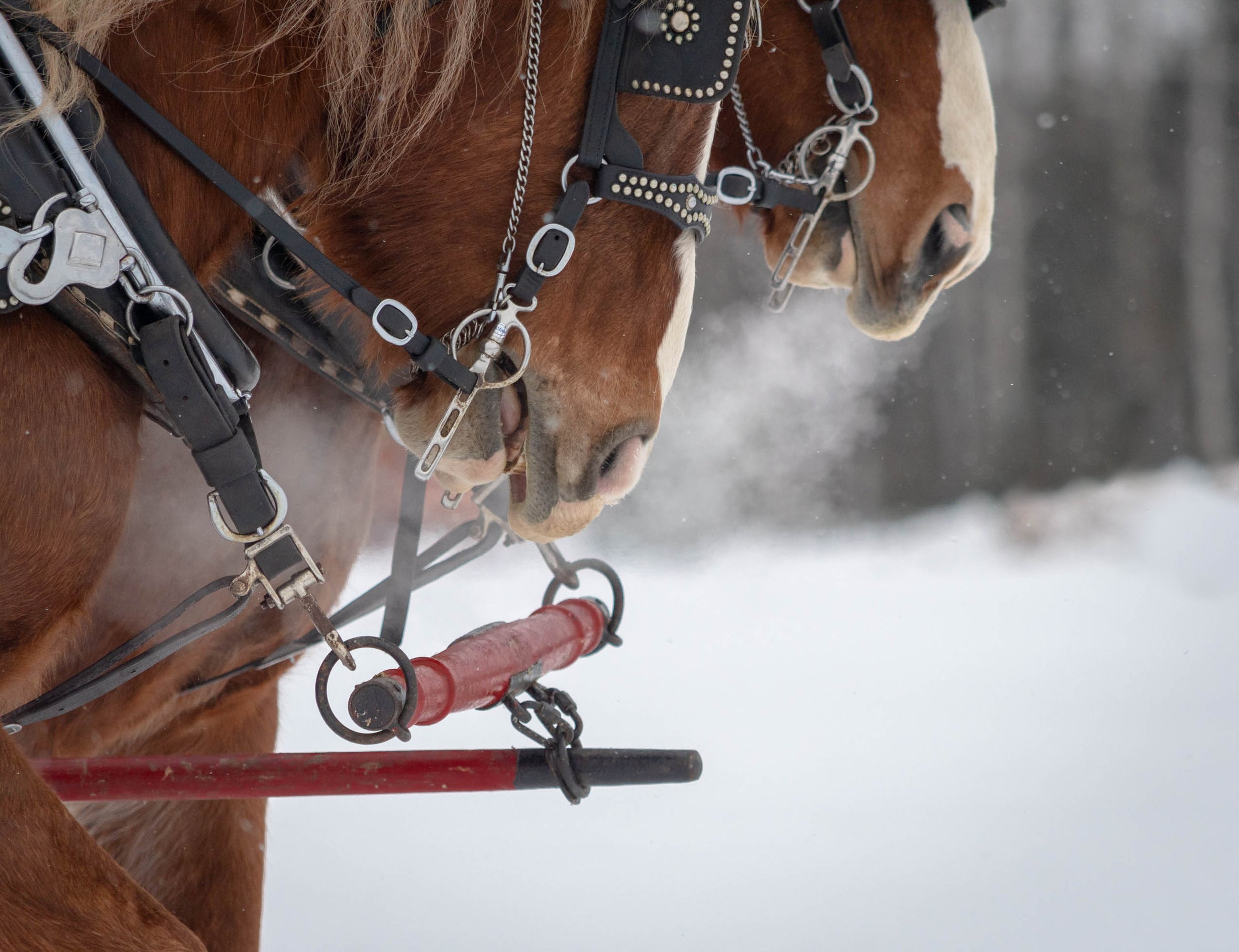 Horse Breath