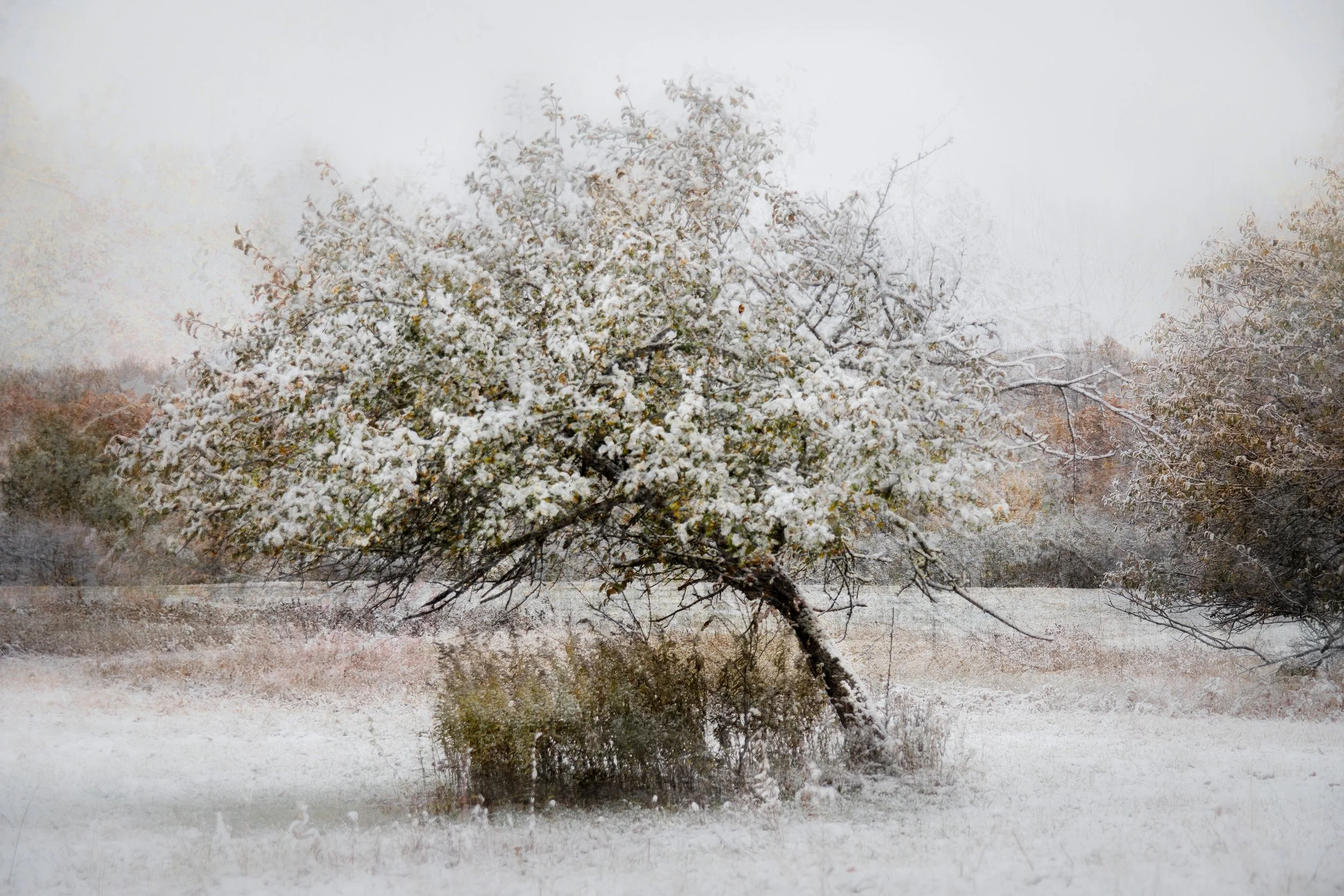 Softness Of Snow