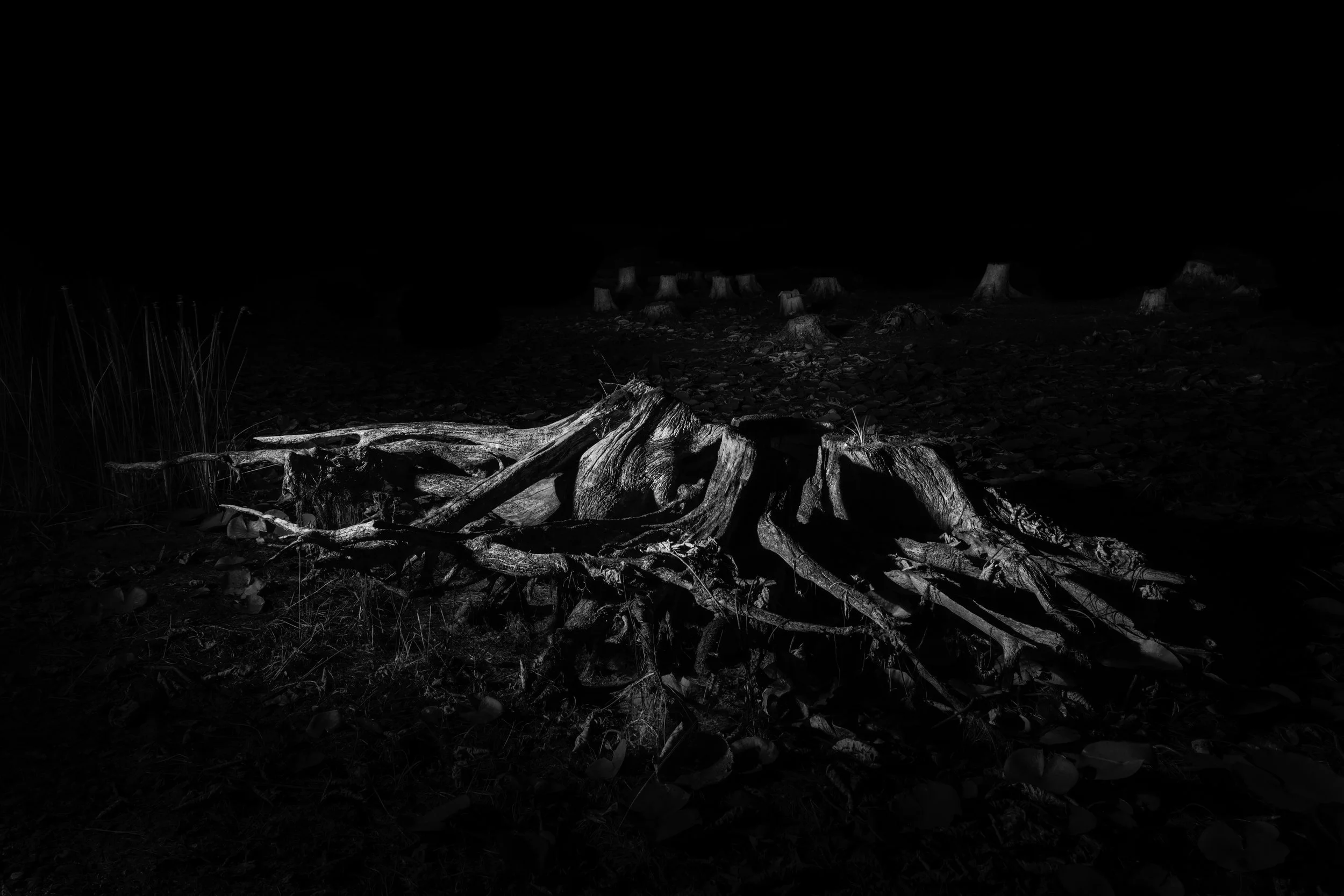Old Growth