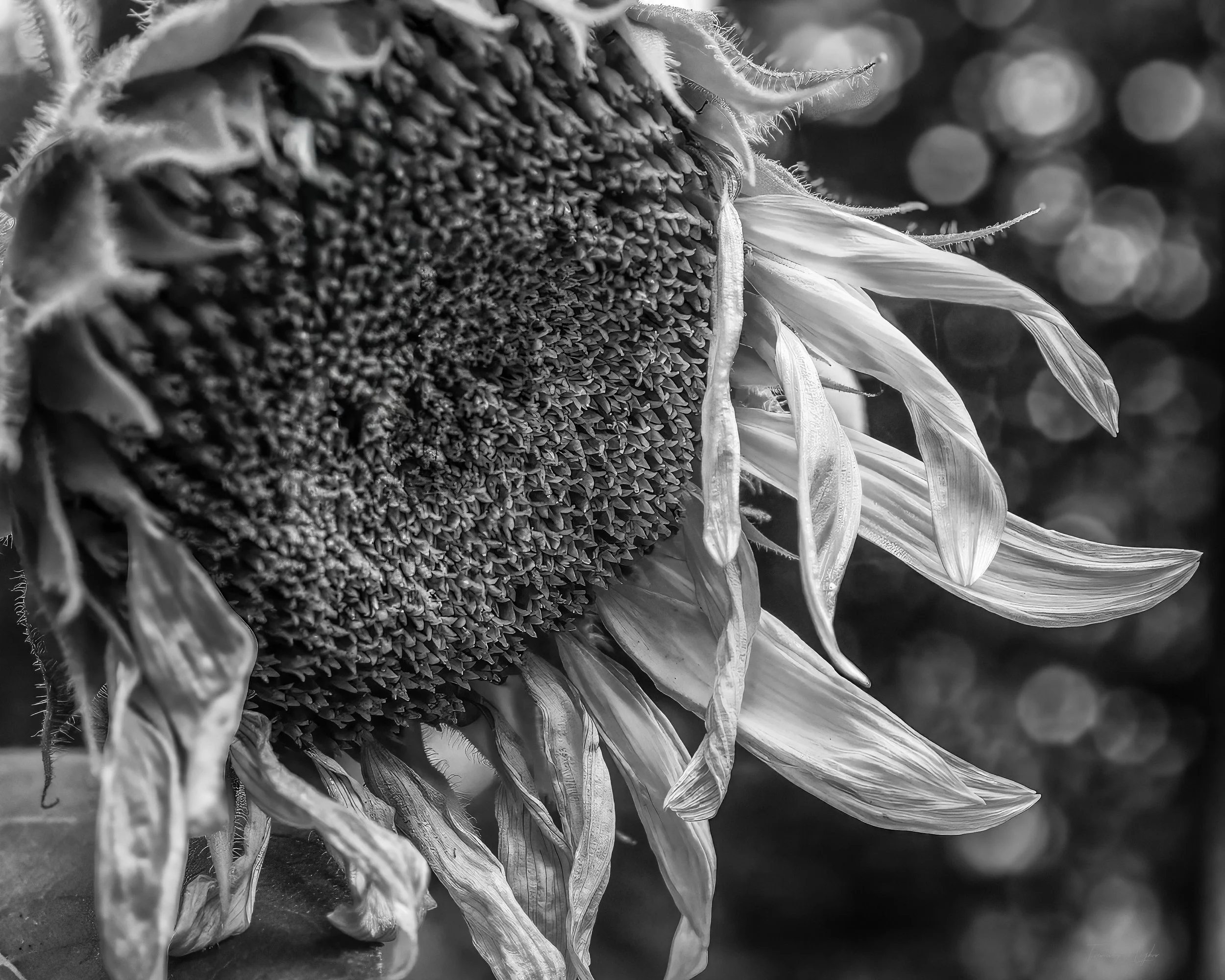 Summers End