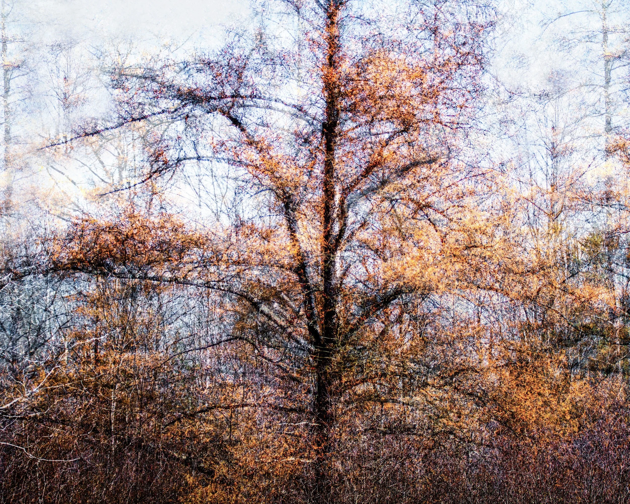 Tamarack