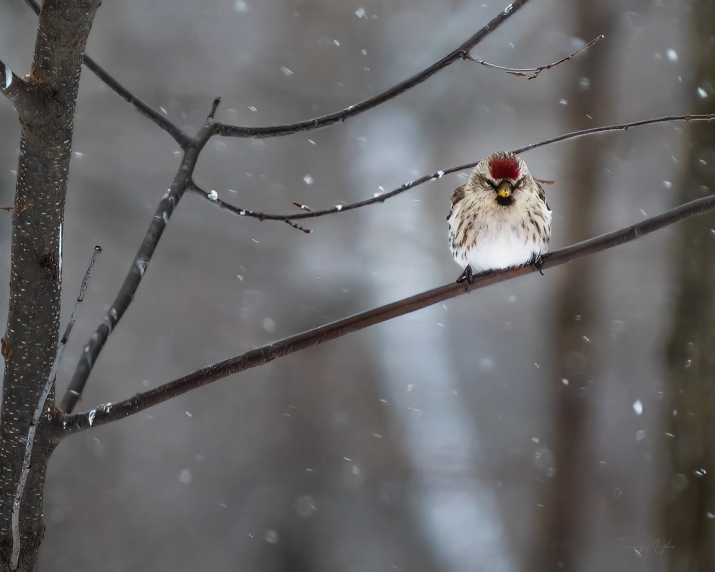 Angry Bird