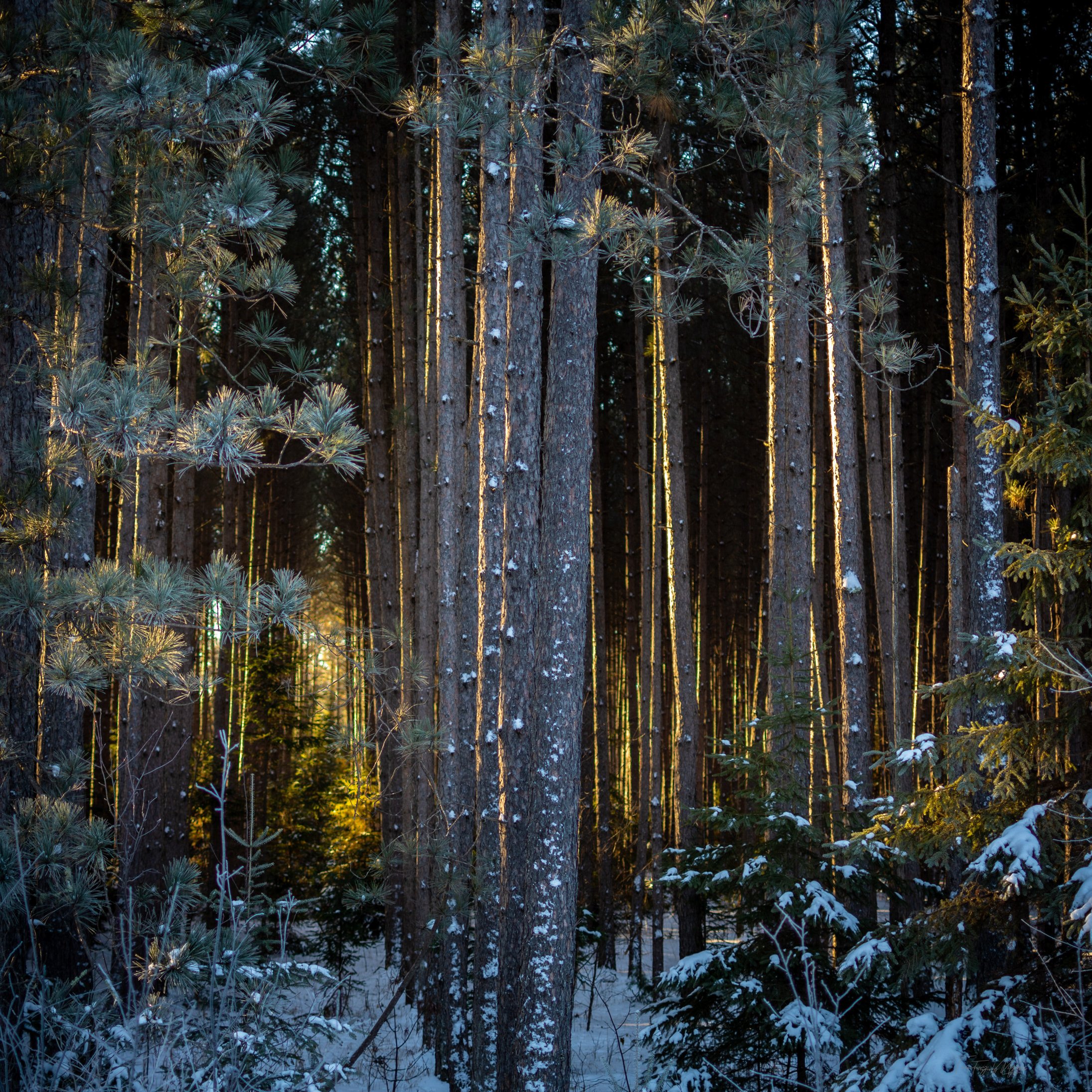 Morning Pines