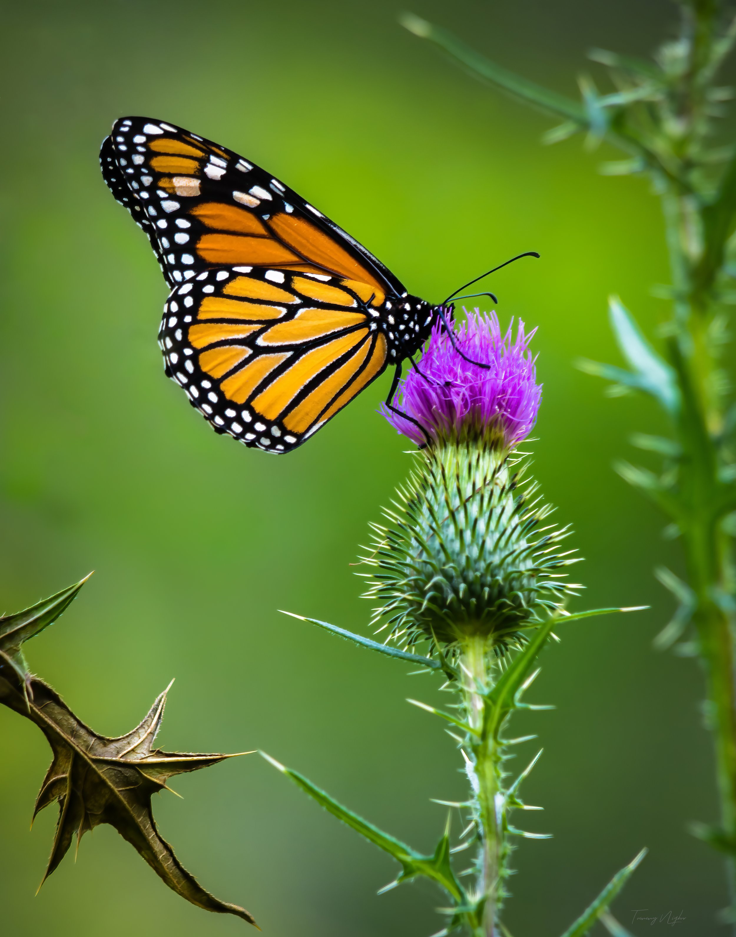Orange And Purple