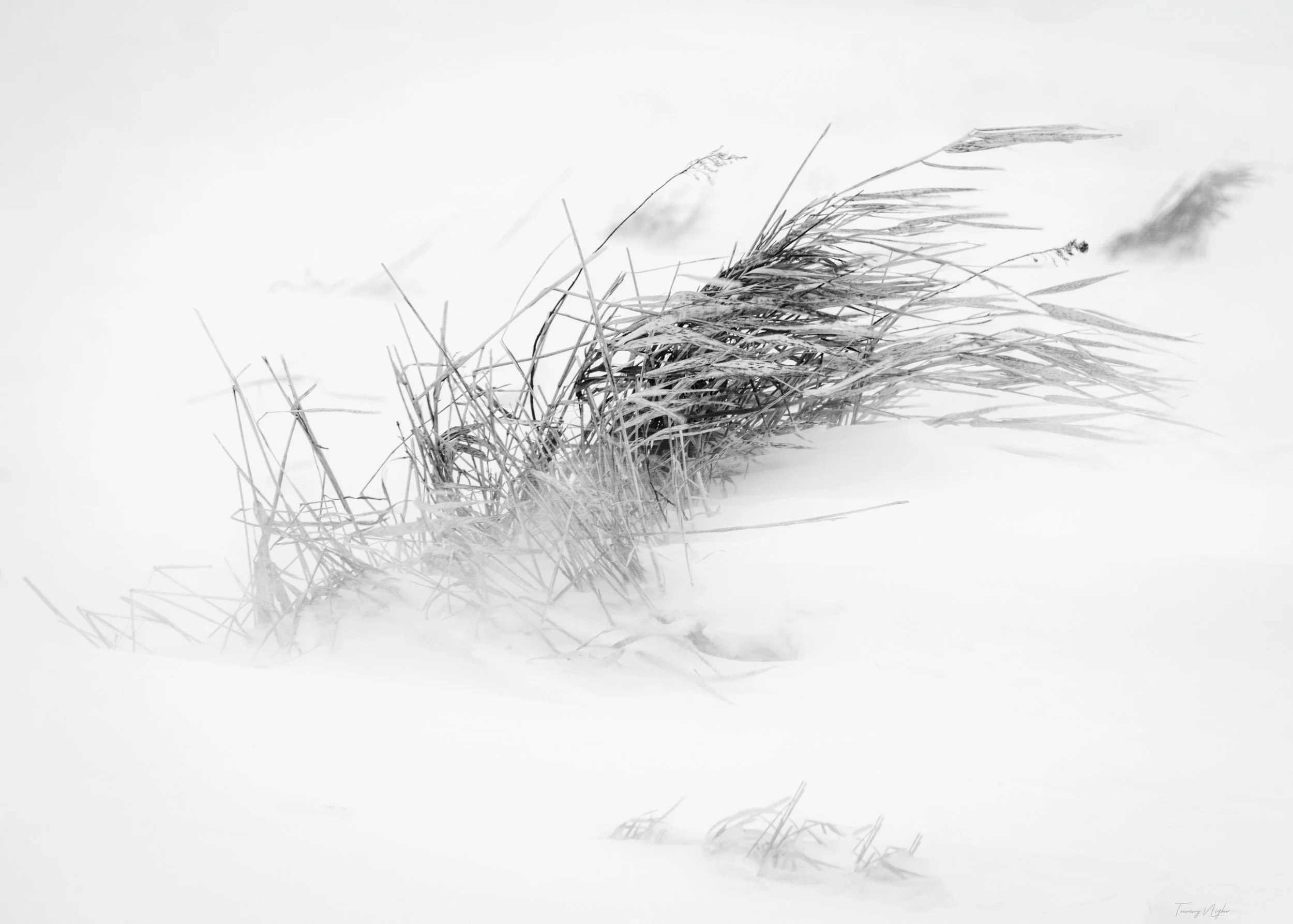 Winter Whispers