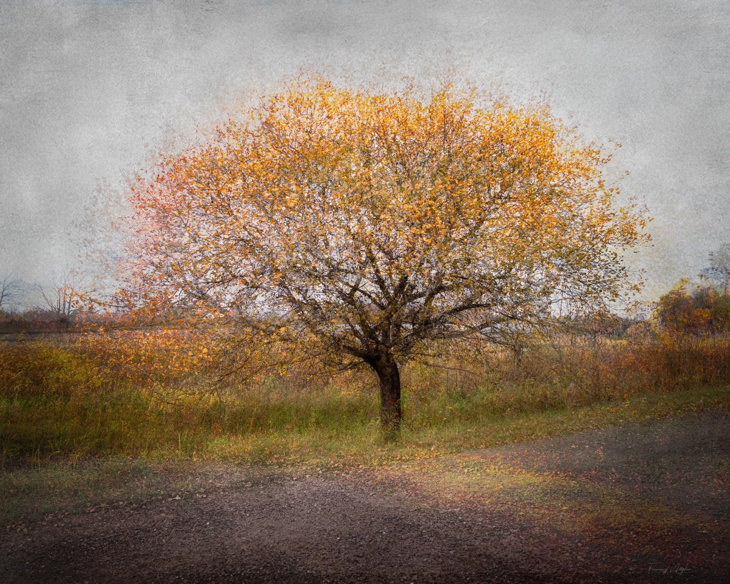 Forest Roads