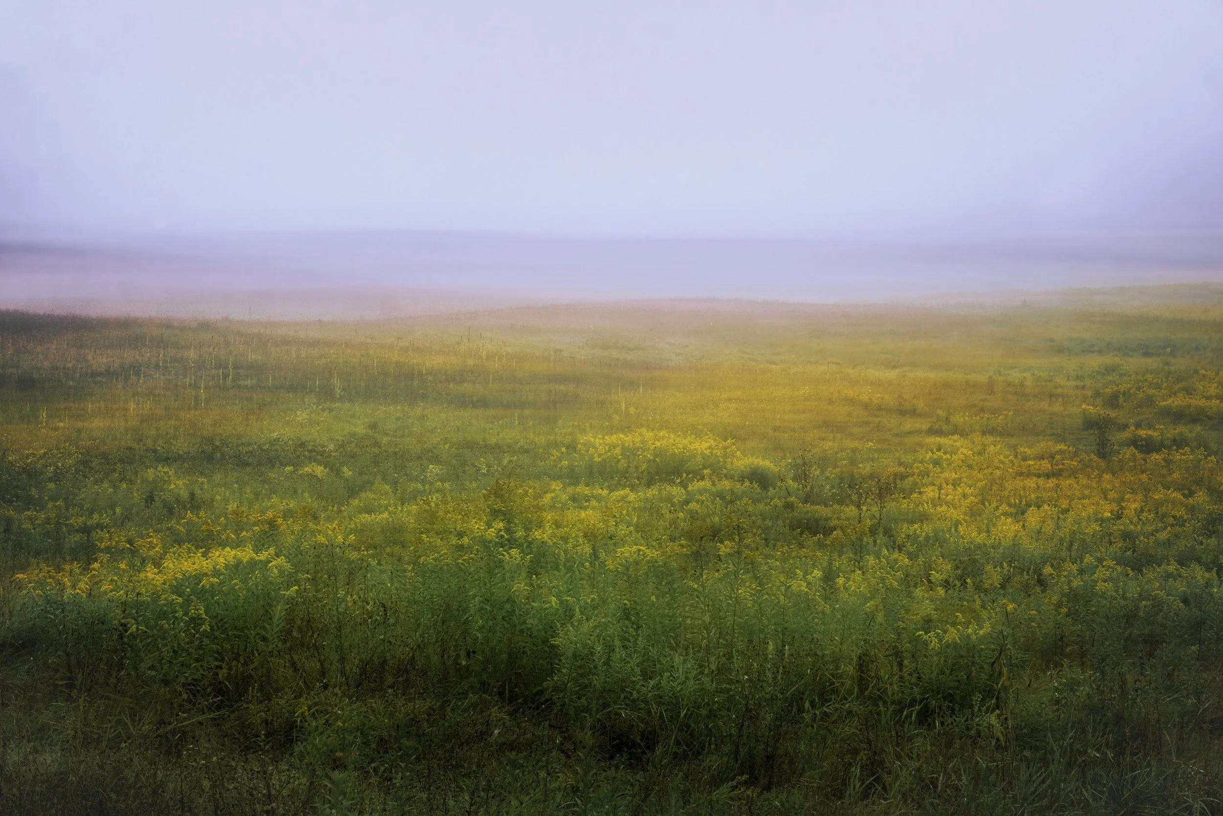 Fields Of Gold