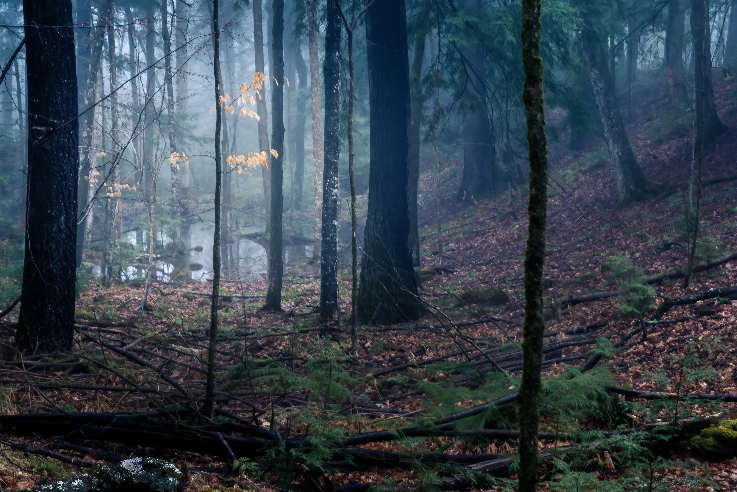 Secret Forrest