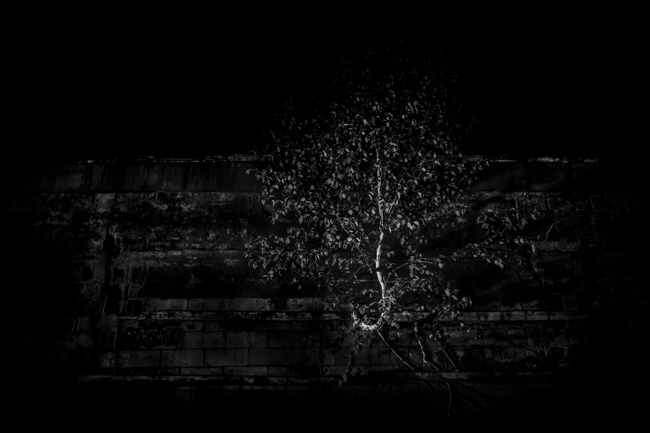 Duality
A birch tree forces its way through the middle of an abandoned stone wall. The tree is consuming the wall. The darkness is consuming the tree.