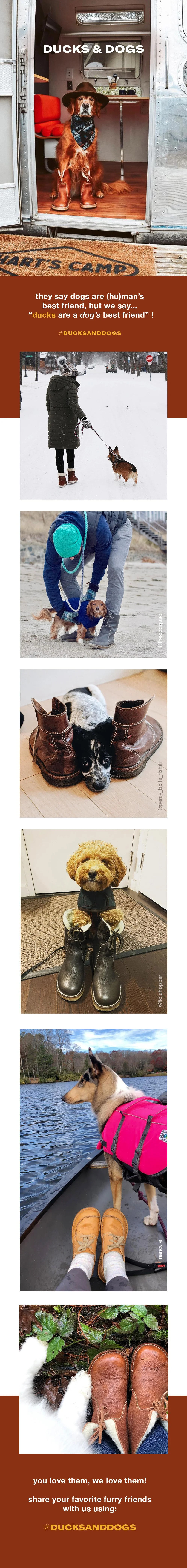 ducksdogs.jpeg.jpg