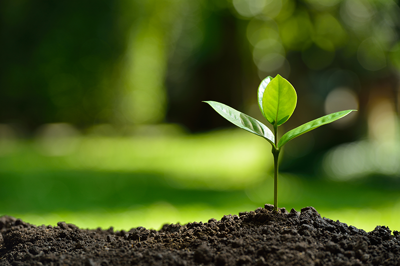 A young green plant sprouting from dark soil outdoors with a blurred green background.
