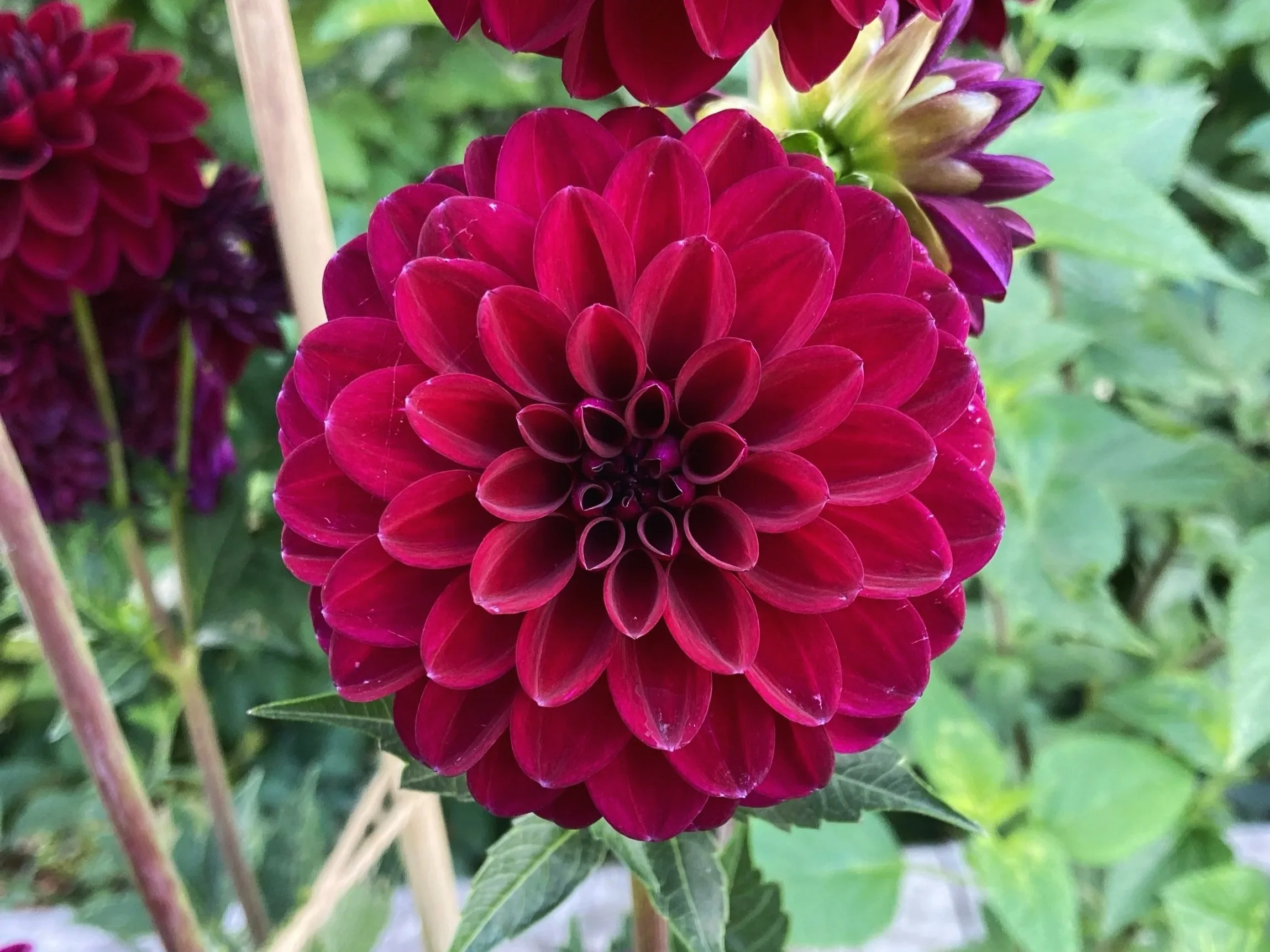 Dahlia 'Gyspy Night' blooming in a Cotswold garden.