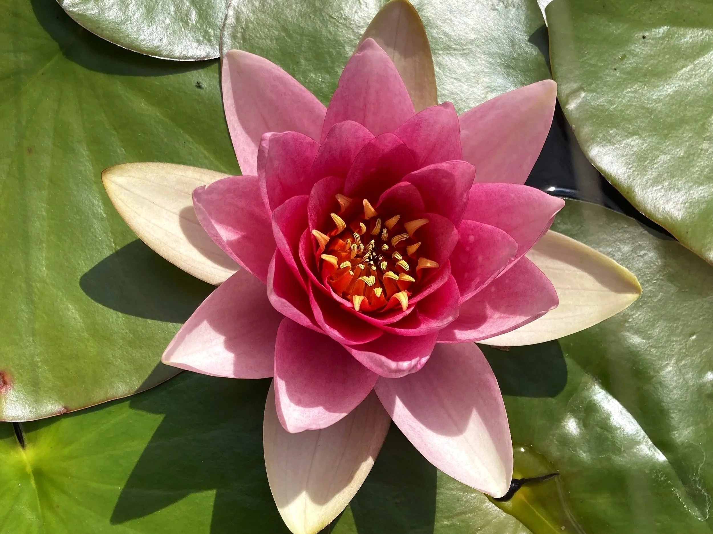 Nymphaea flowering in a Cotswold garden pond.