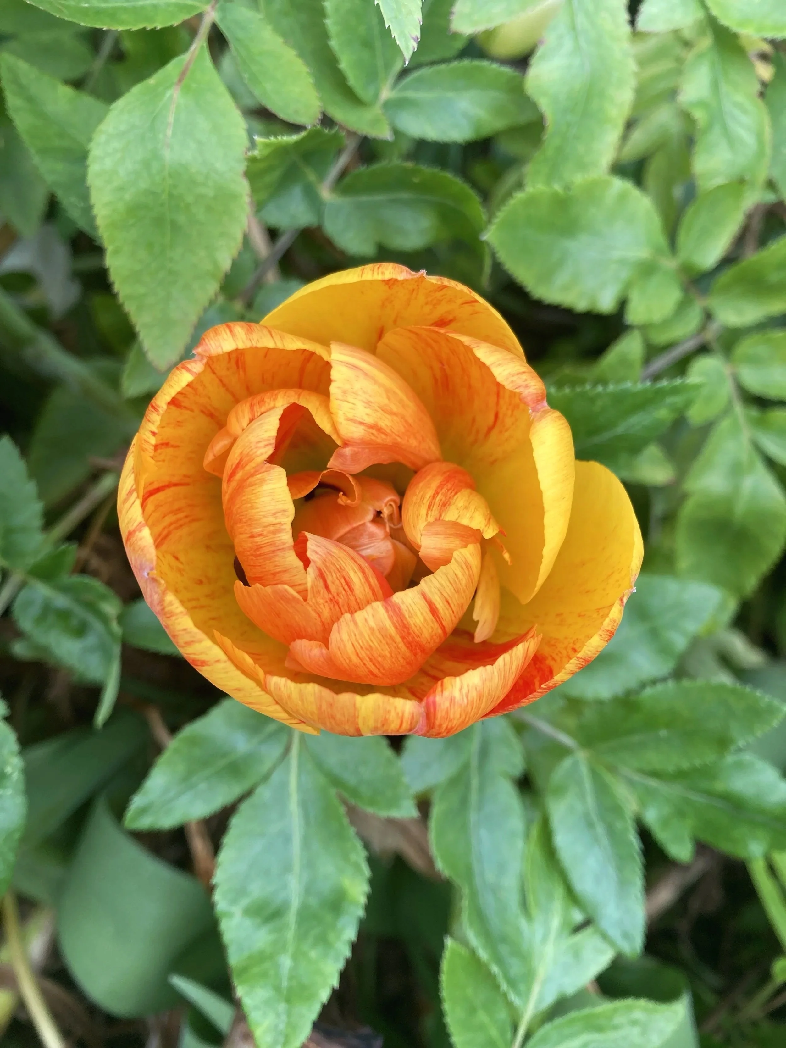 Tulipa 'Sunlover' flowering in a Cotswold garden.