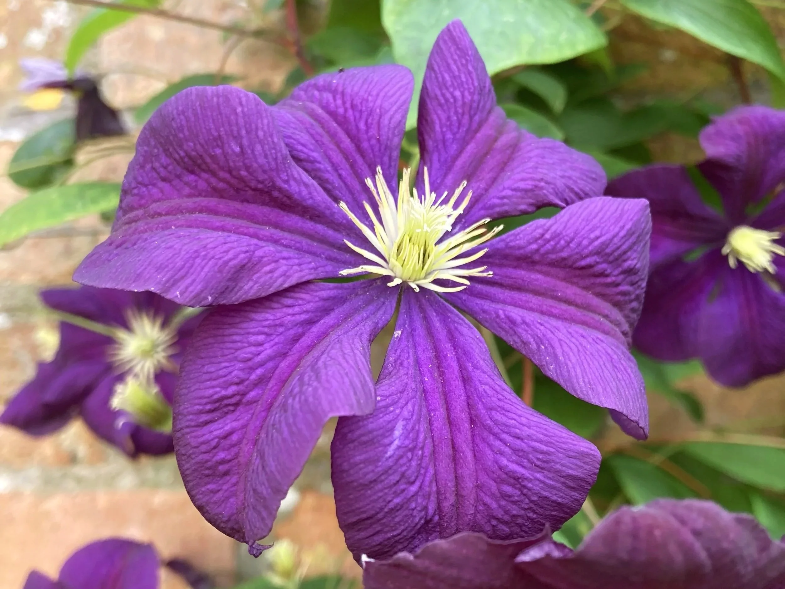 Clematis 'Jackmanii' flowering on a brick wall in a Cotswold garden.