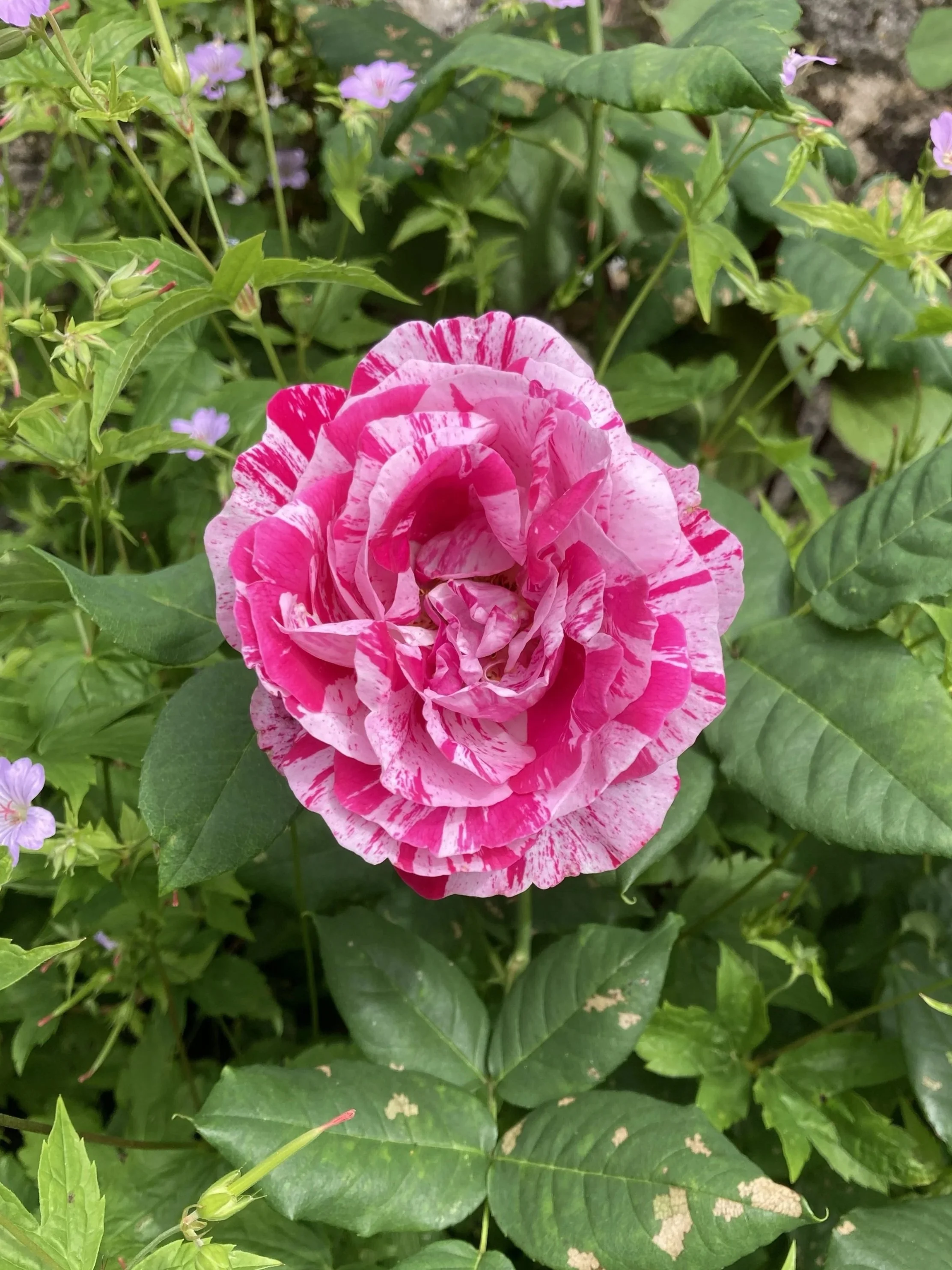 Rosa 'Ferdinand Pichard' in a Cotswold garden border.