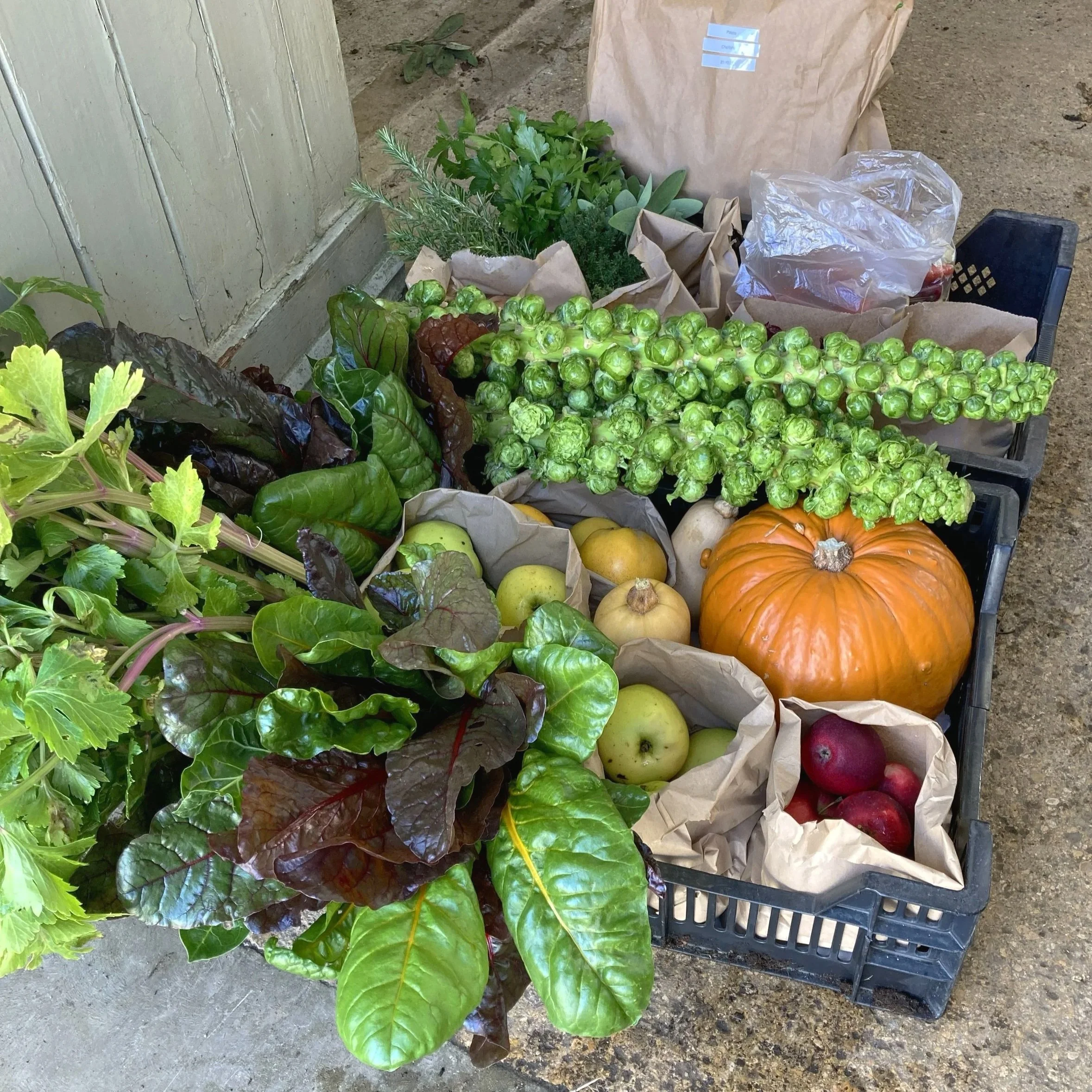 A bountiful fruit and vegetable harvest from a Cotswold garden.