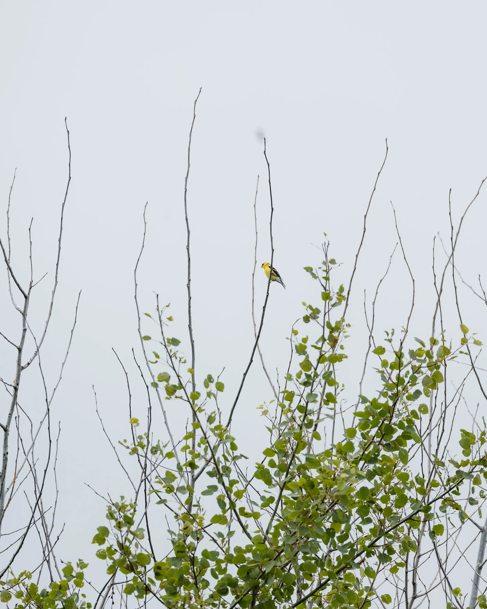 0F0A2118.jpg