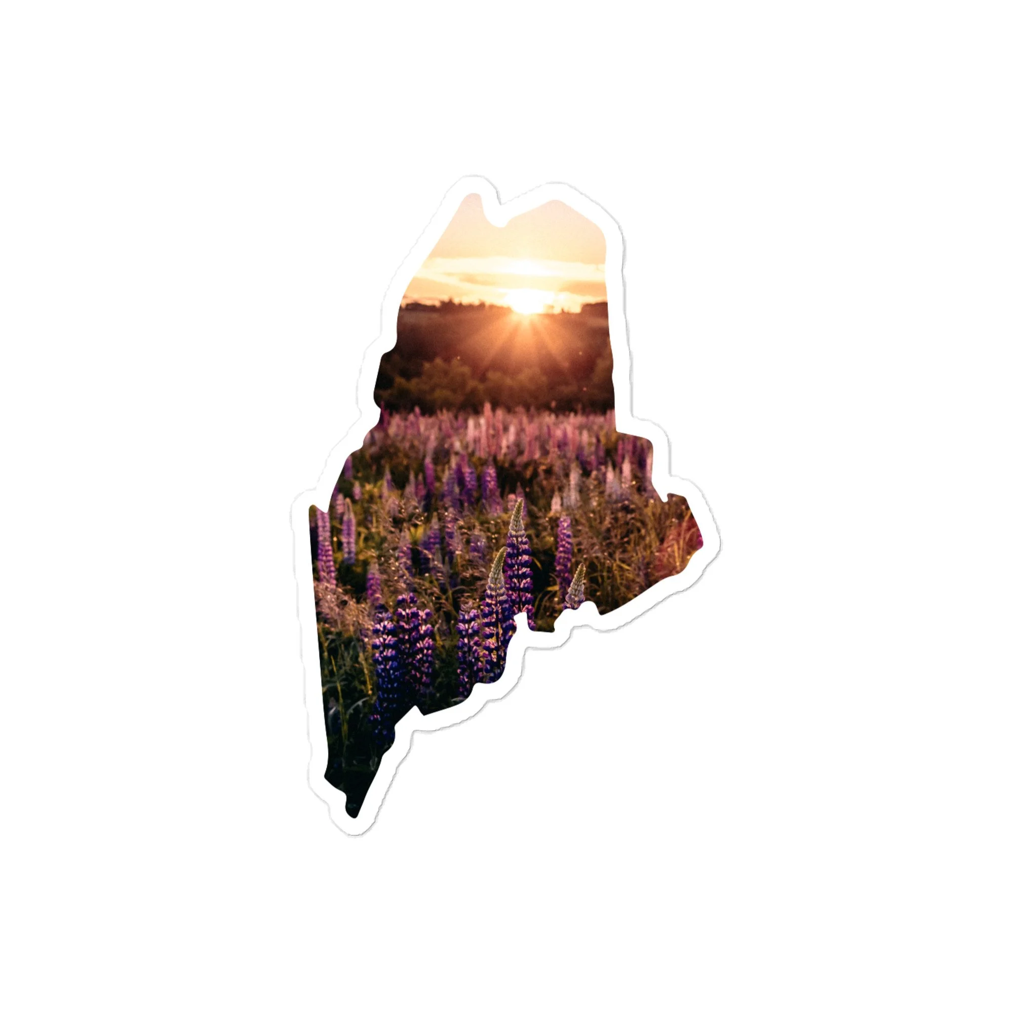 Maine Lupines at Sunset Sticker