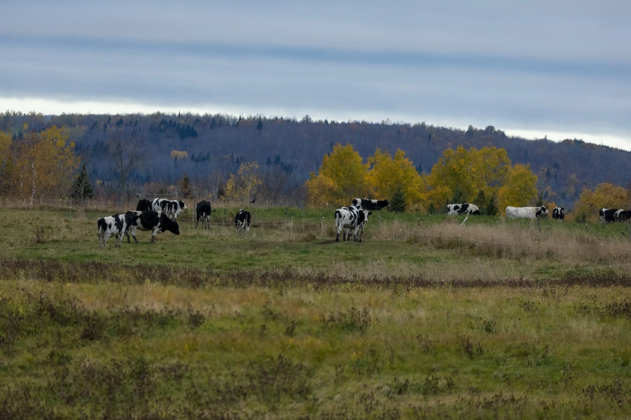 0F0A7524-2.jpg