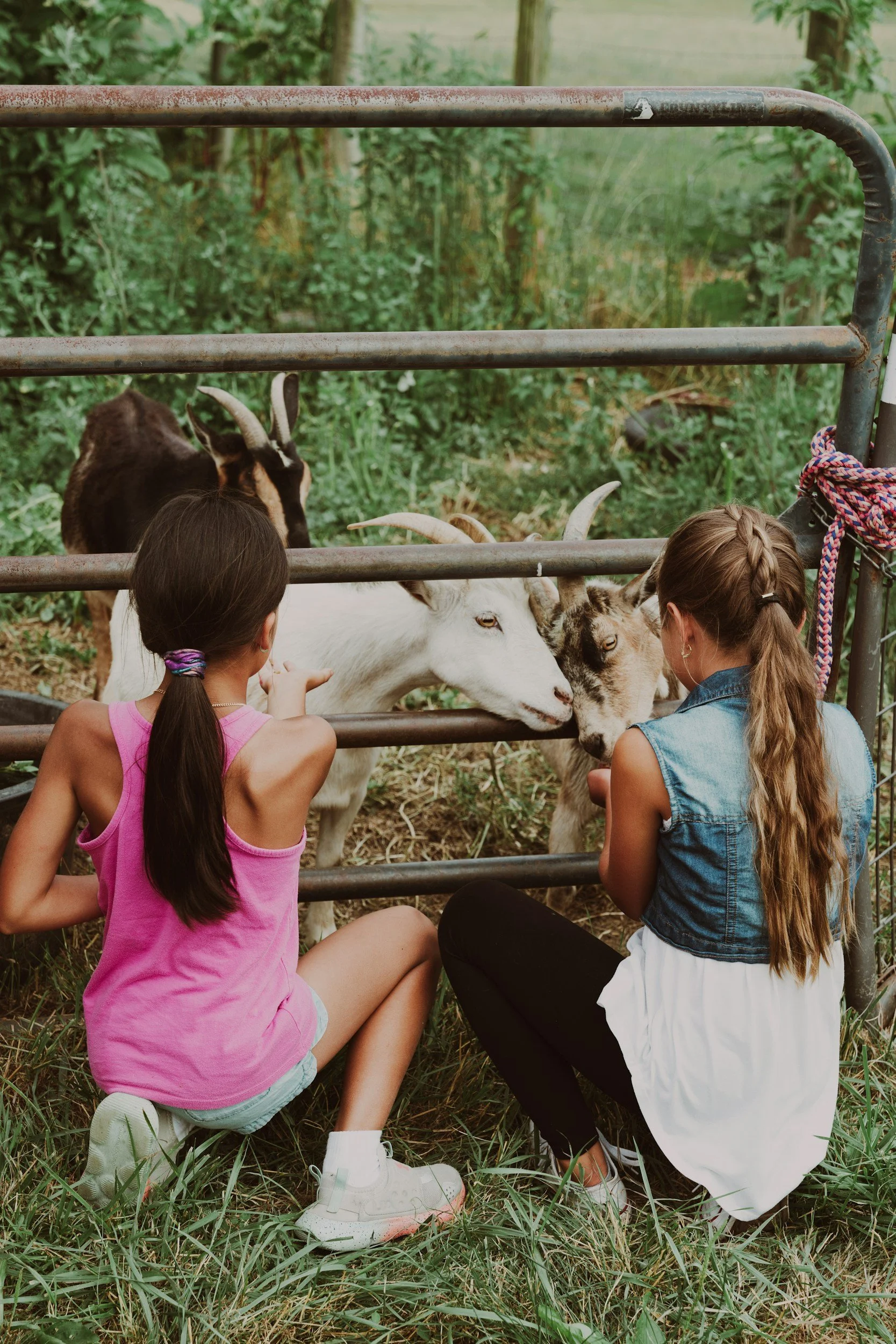 Two young girls with long hair, kneeling on the grass, petting goats through a metal fence in a rural farm setting.