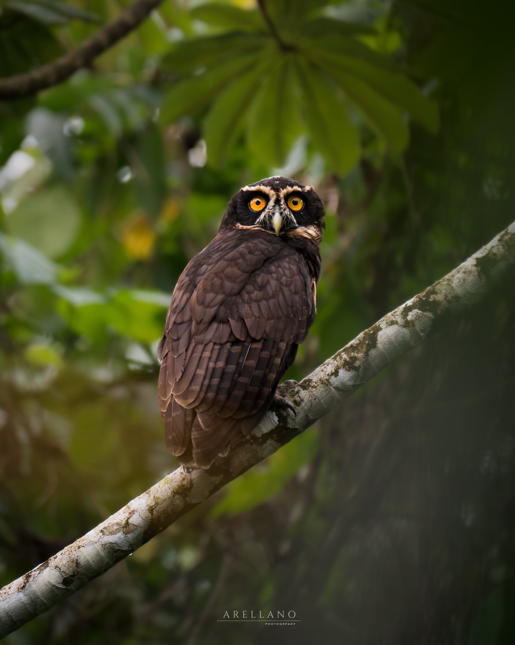 speckowl.jpg