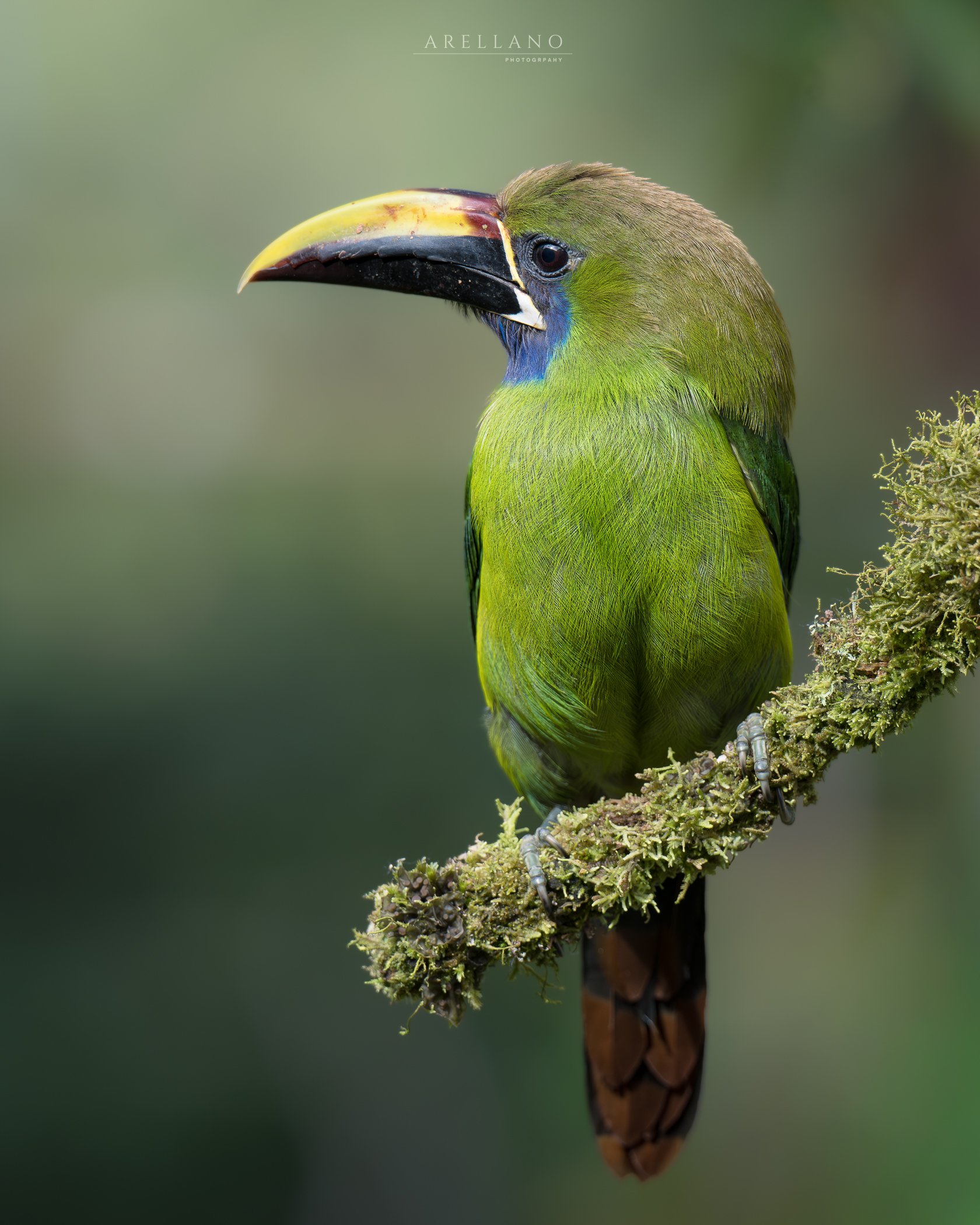 A close-up of a bird perched on a branch with moss and lichen, green and brown feathers, and a large, curved beak.