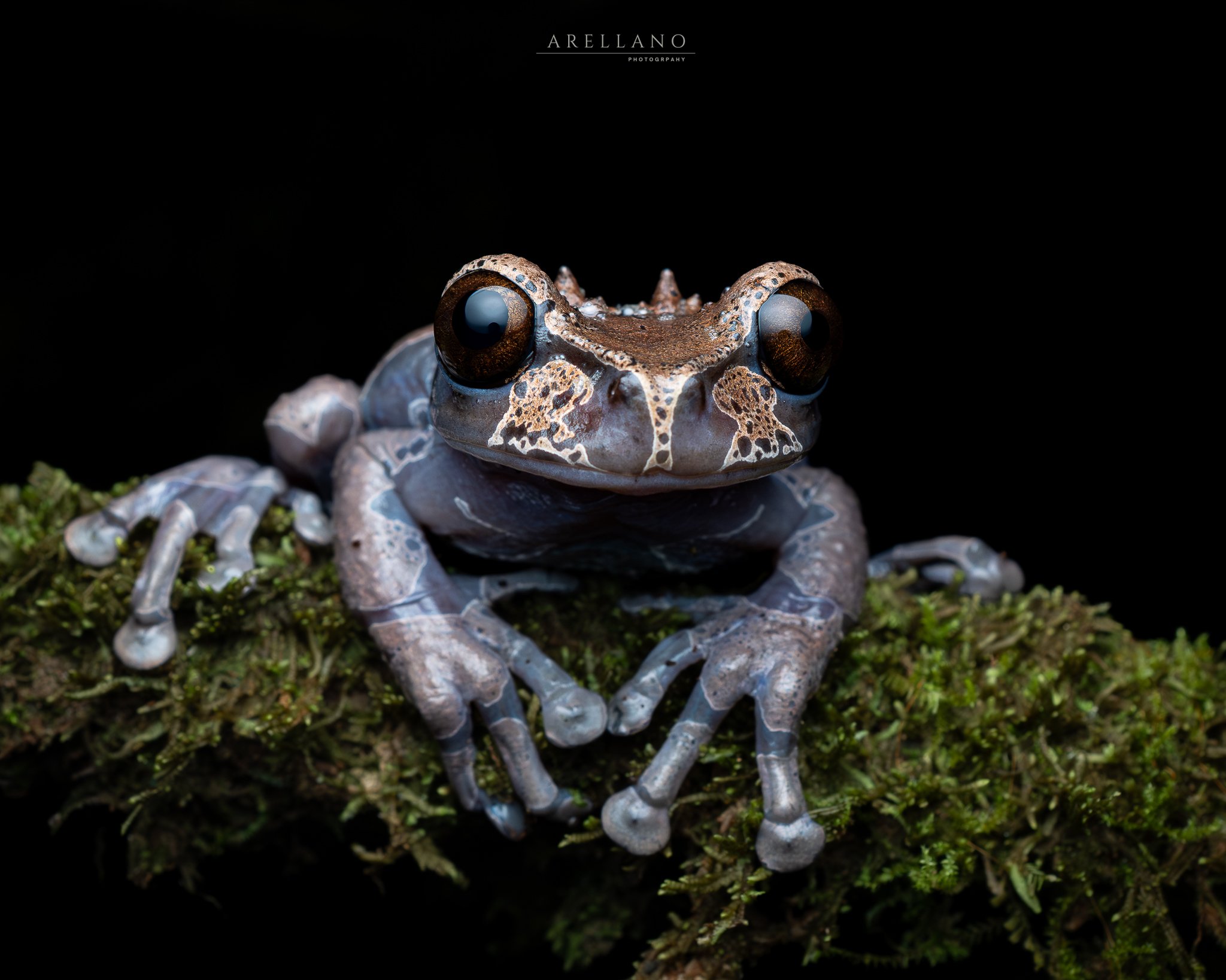Close-up of a frog with large, prominent eyes and detailed skin, sitting on mossy ground against a black background.