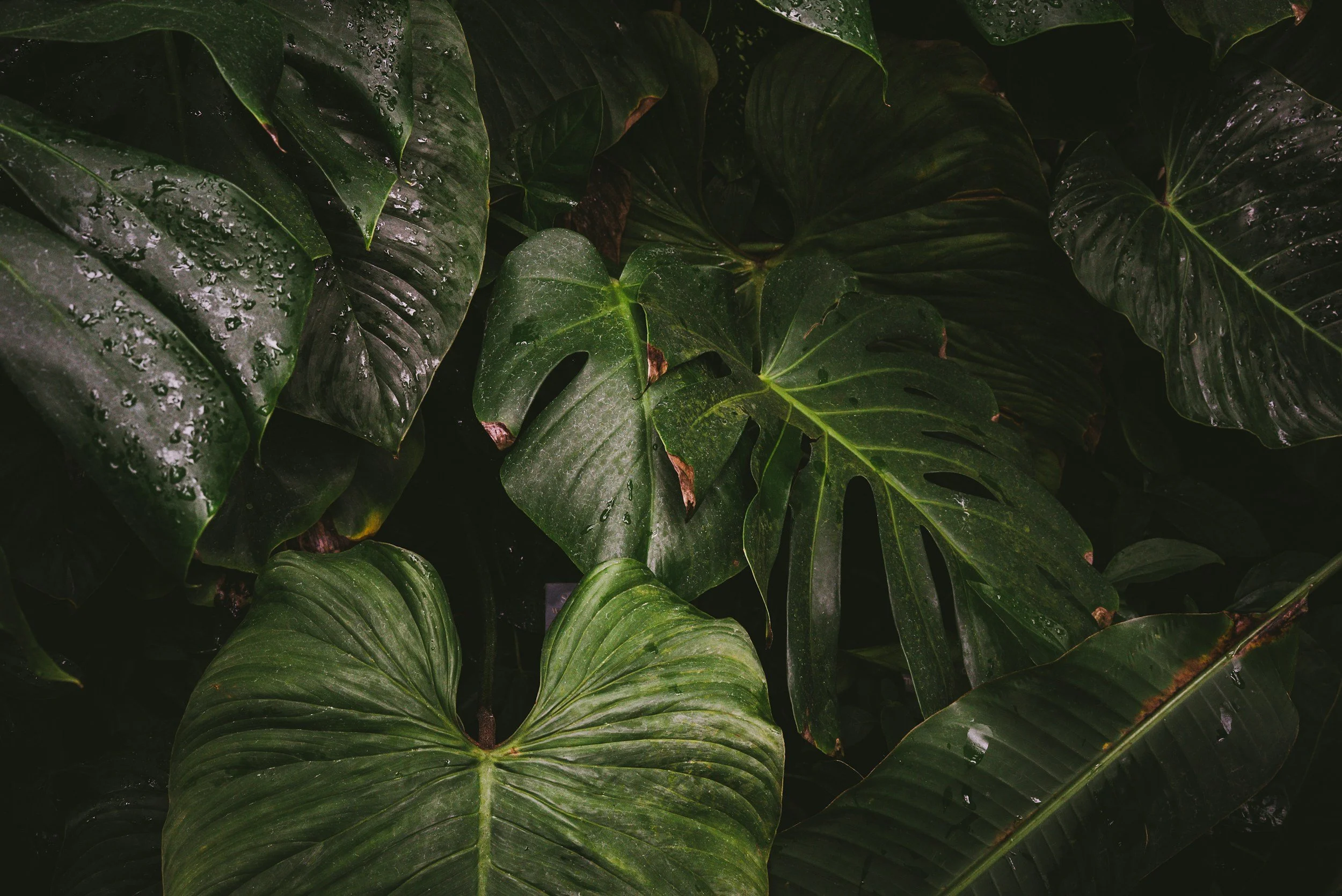 Close-up of lush green tropical leaves with water droplets on their surfaces.
