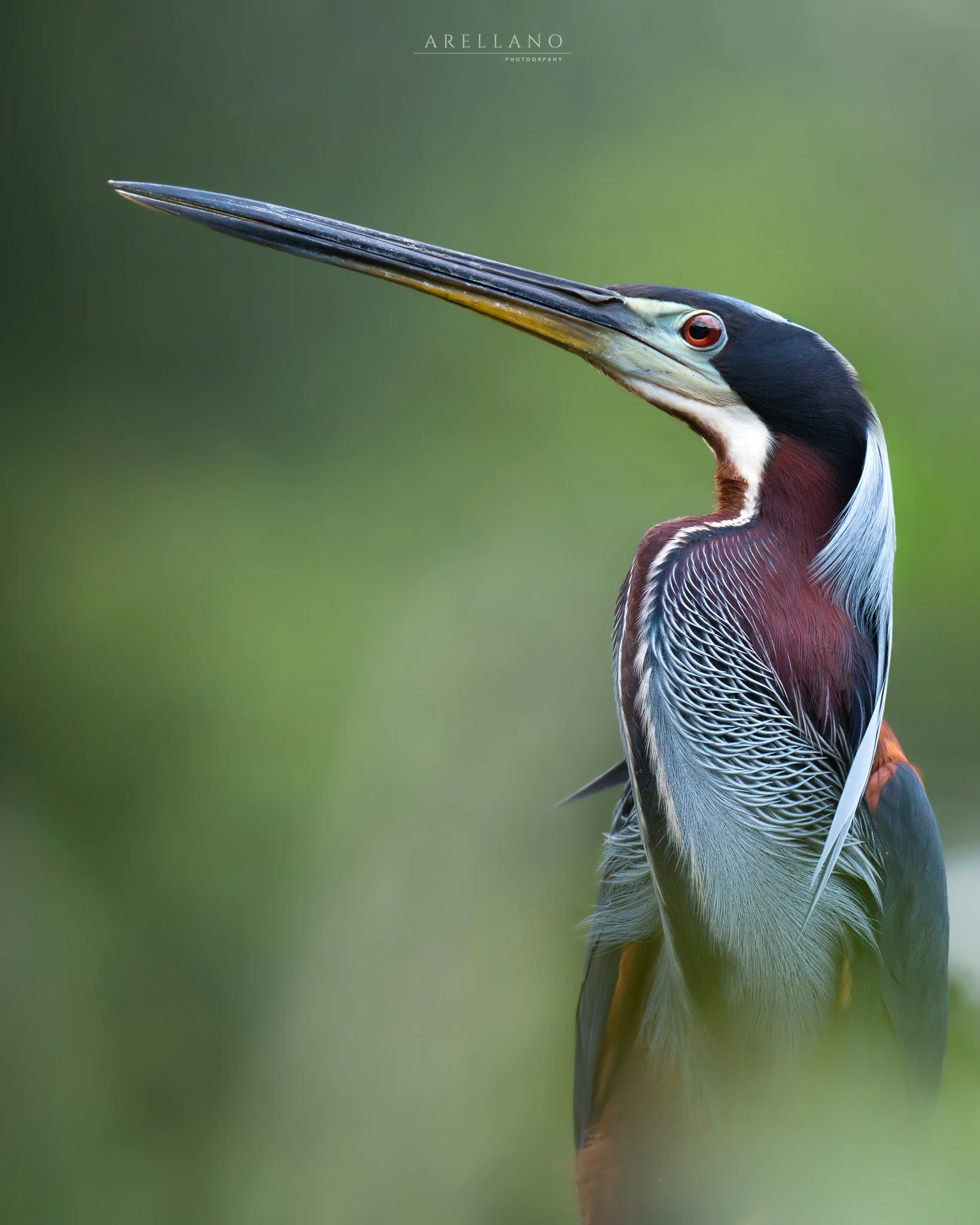 Close-up of a heron with a long beak, red eye, black and white head, and colorful feathers on its body against a blurred green background.