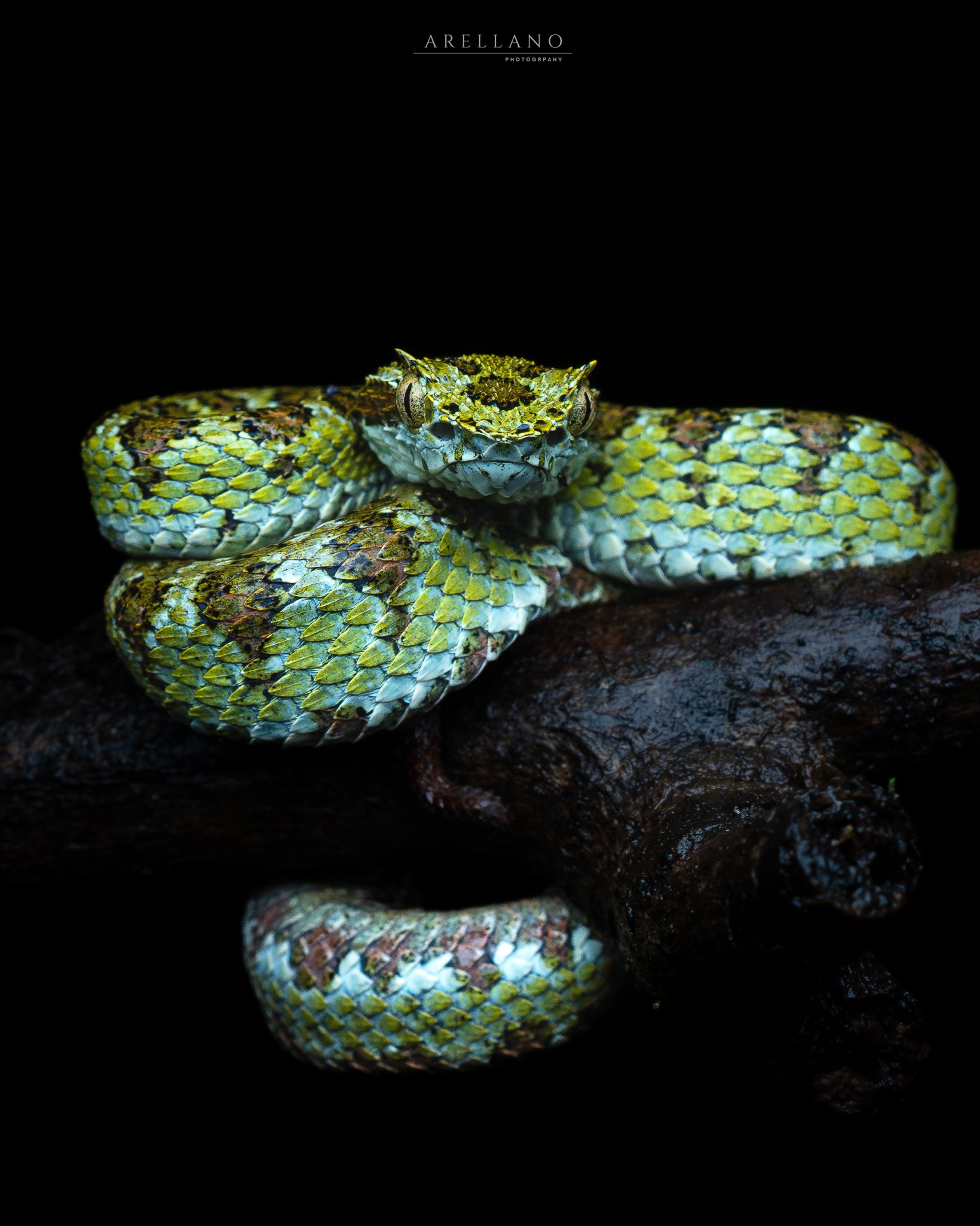 Close-up of a coiled snake with yellow, green, and brown scales on dark soil.