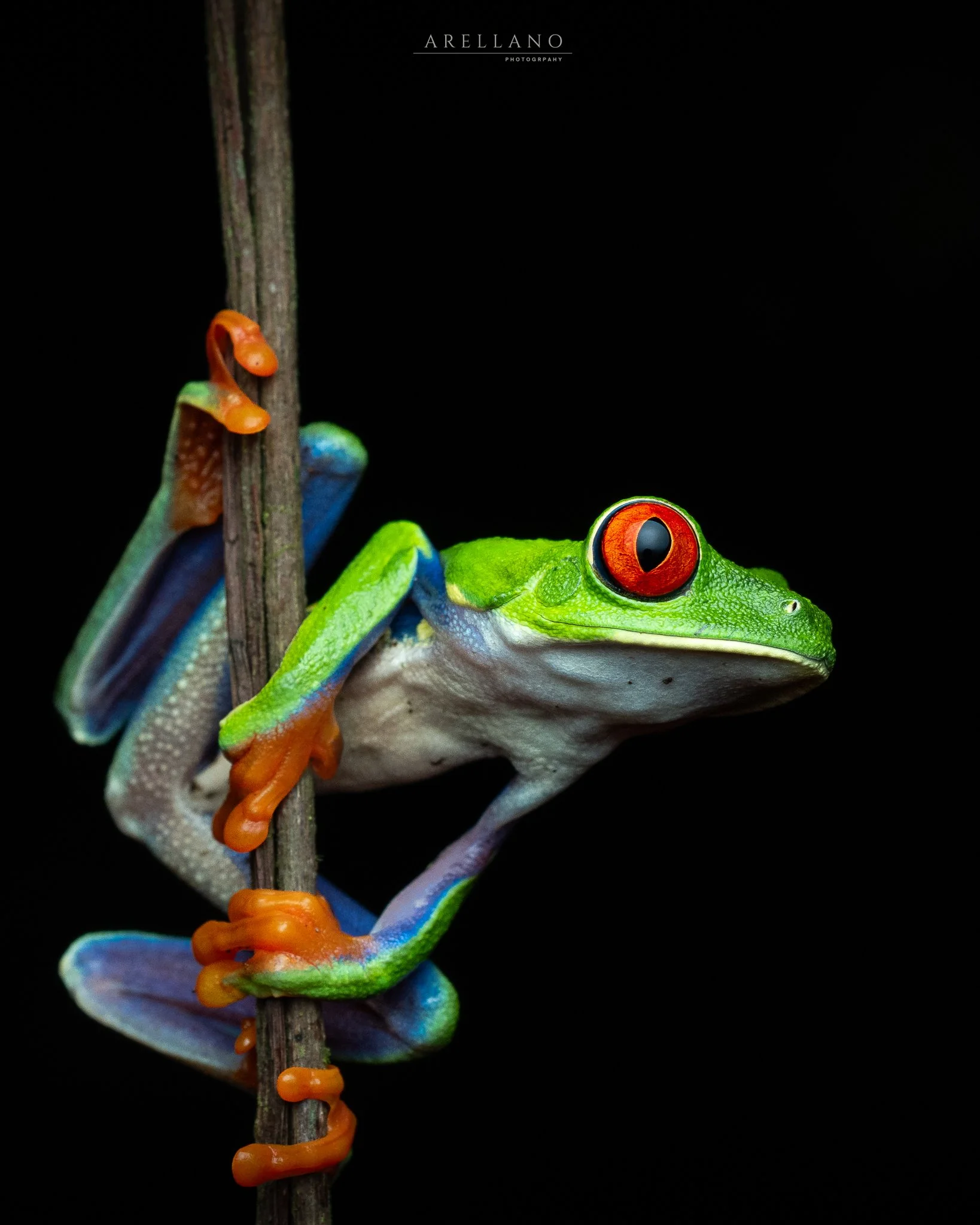 A brightly colored frog with red eyes and green body on a dark background, climbing a small vertical branch with orange tadpoles hanging from it.