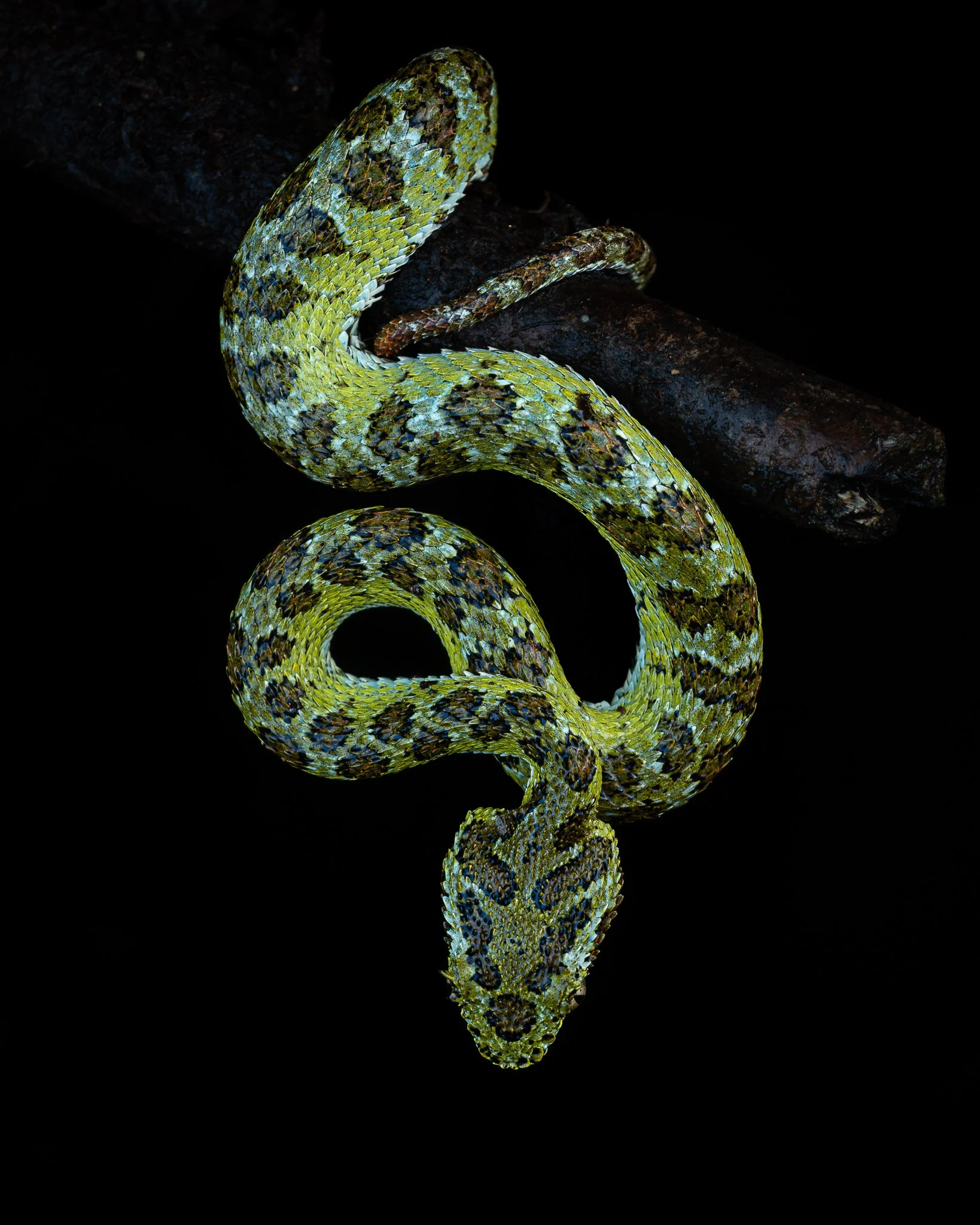 A snake with green and black scales coiled on a dark branch, with its reflection visible on a shiny surface below.