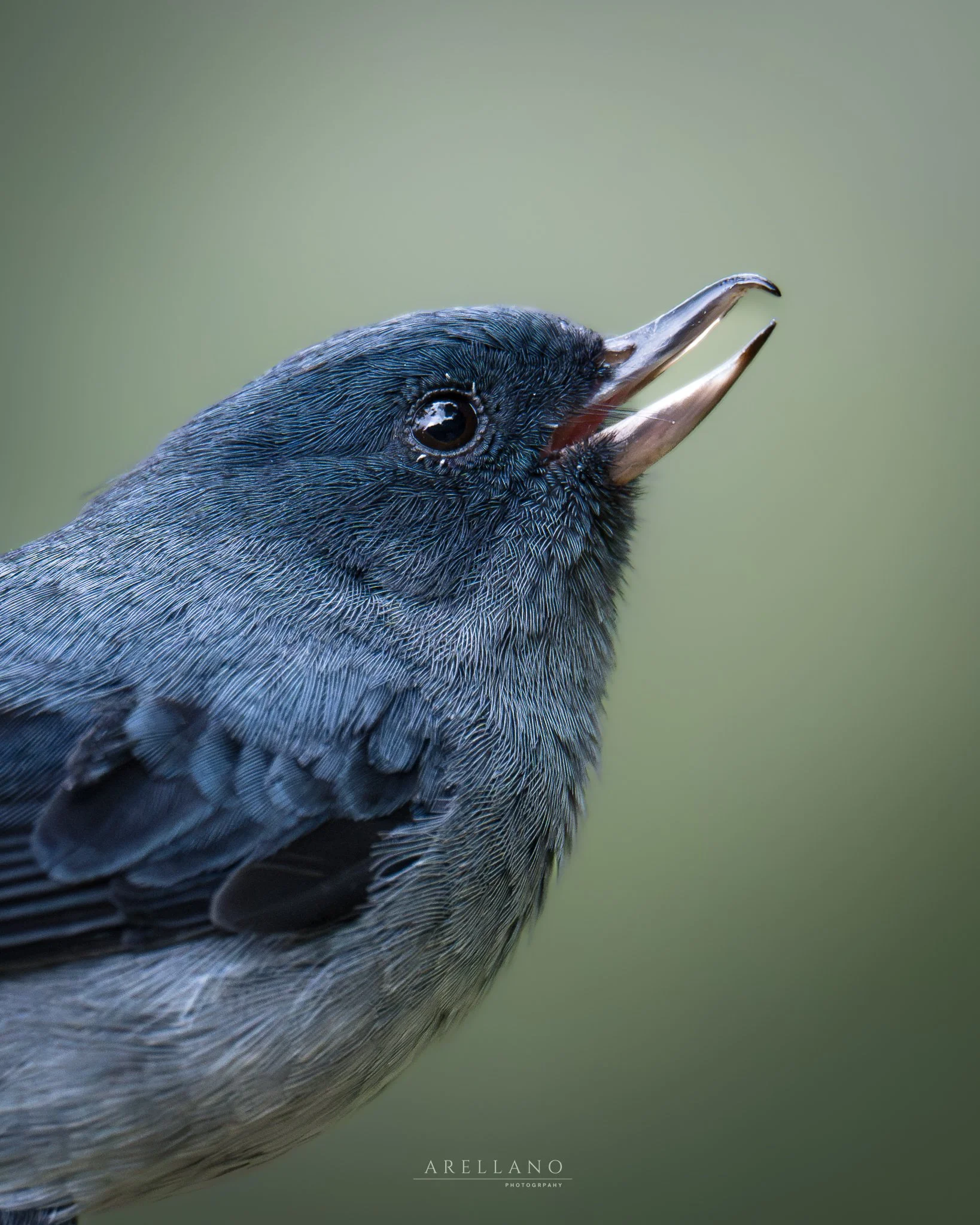Close-up of a bird's head and part of its body, with detailed blue and black feathers, a black eye, and an open beak. The background is a soft green gradient.