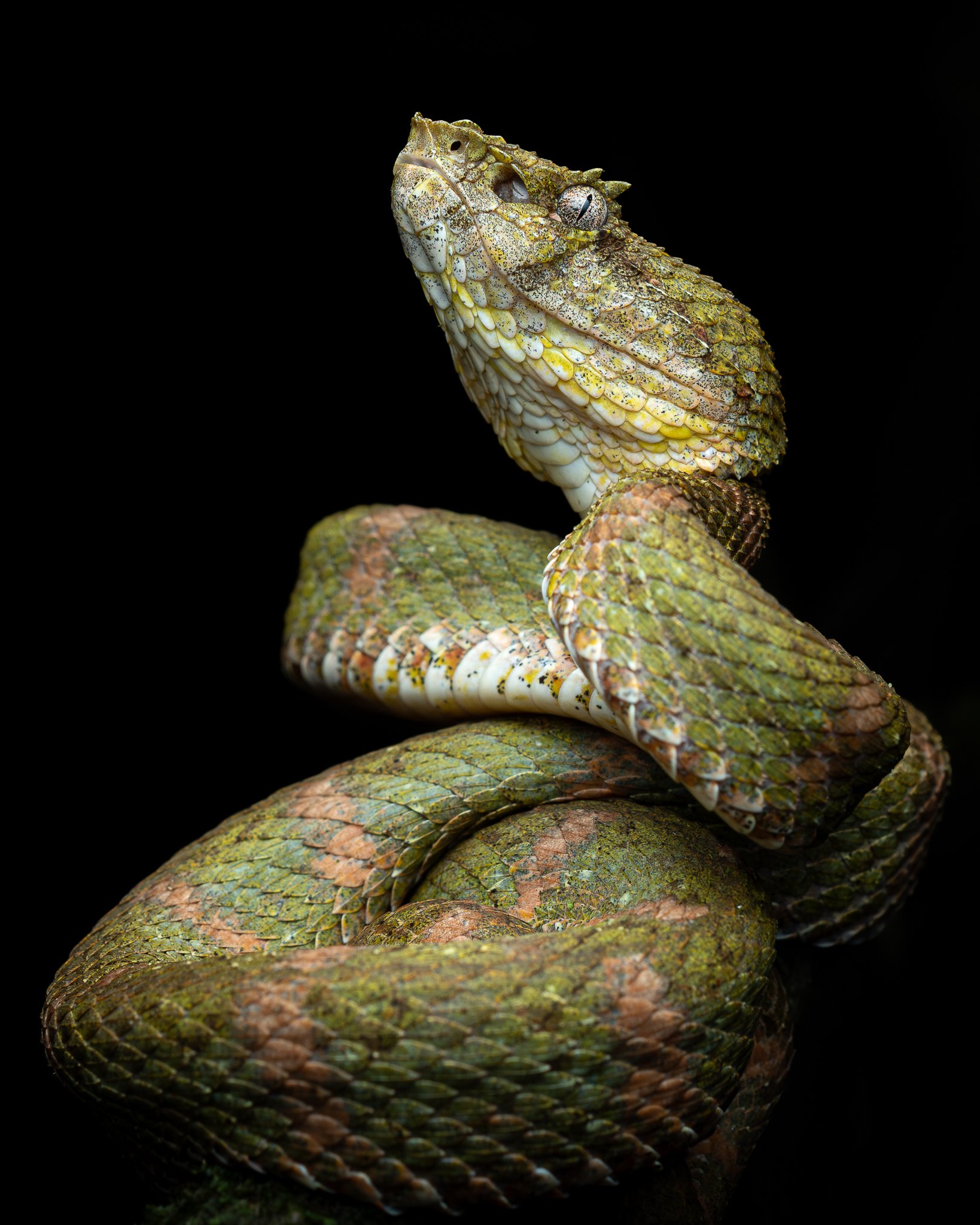 A close-up image of a snake coiled with its head raised against a black background.