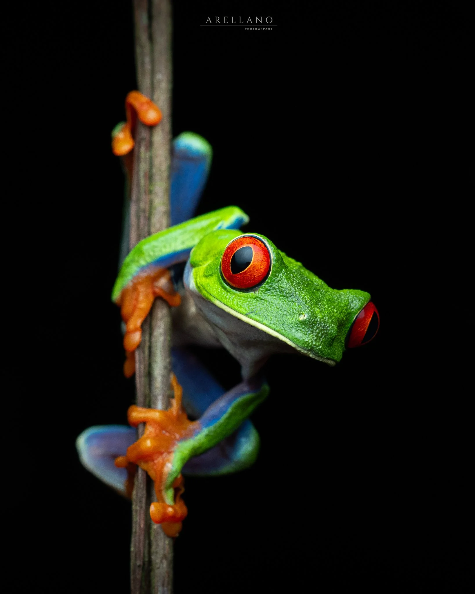 A brightly colored frog with green, red, black, and blue markings, perched on a vertical branch against a black background.