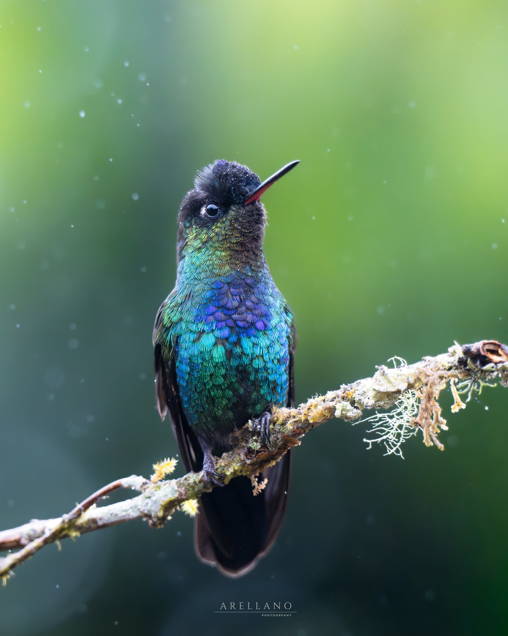 Colorful hummingbird perched on a branch with a blurred green background.