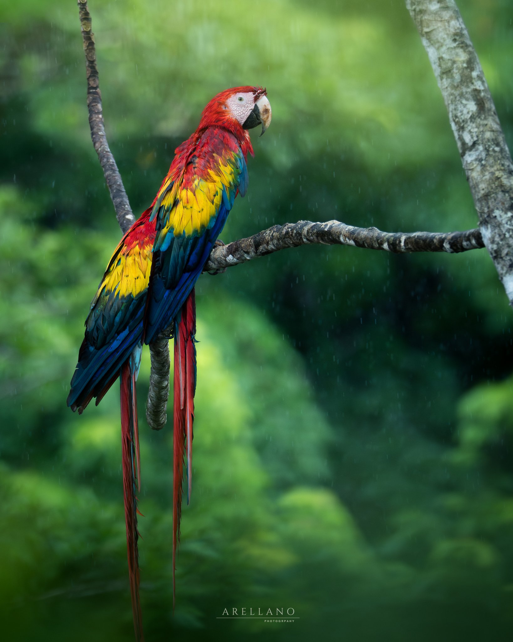 Brightly colored parrot with red, yellow, blue, and green feathers perched on a branch in a lush green forest setting with rain.