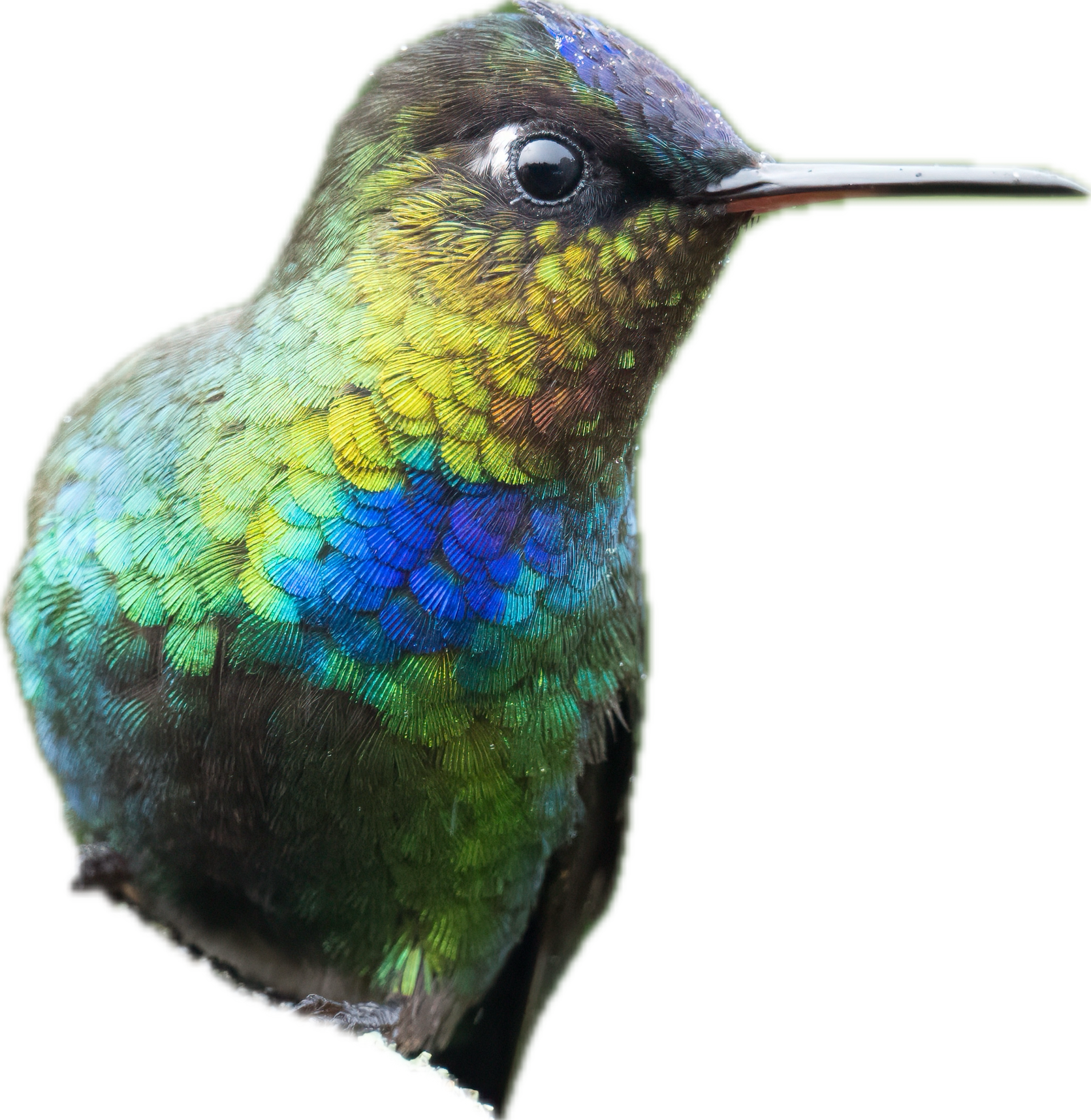 Close-up of a colorful hummingbird showing iridescent green, blue, and purple feathers on its head and wing, with a black eye and a long beak.