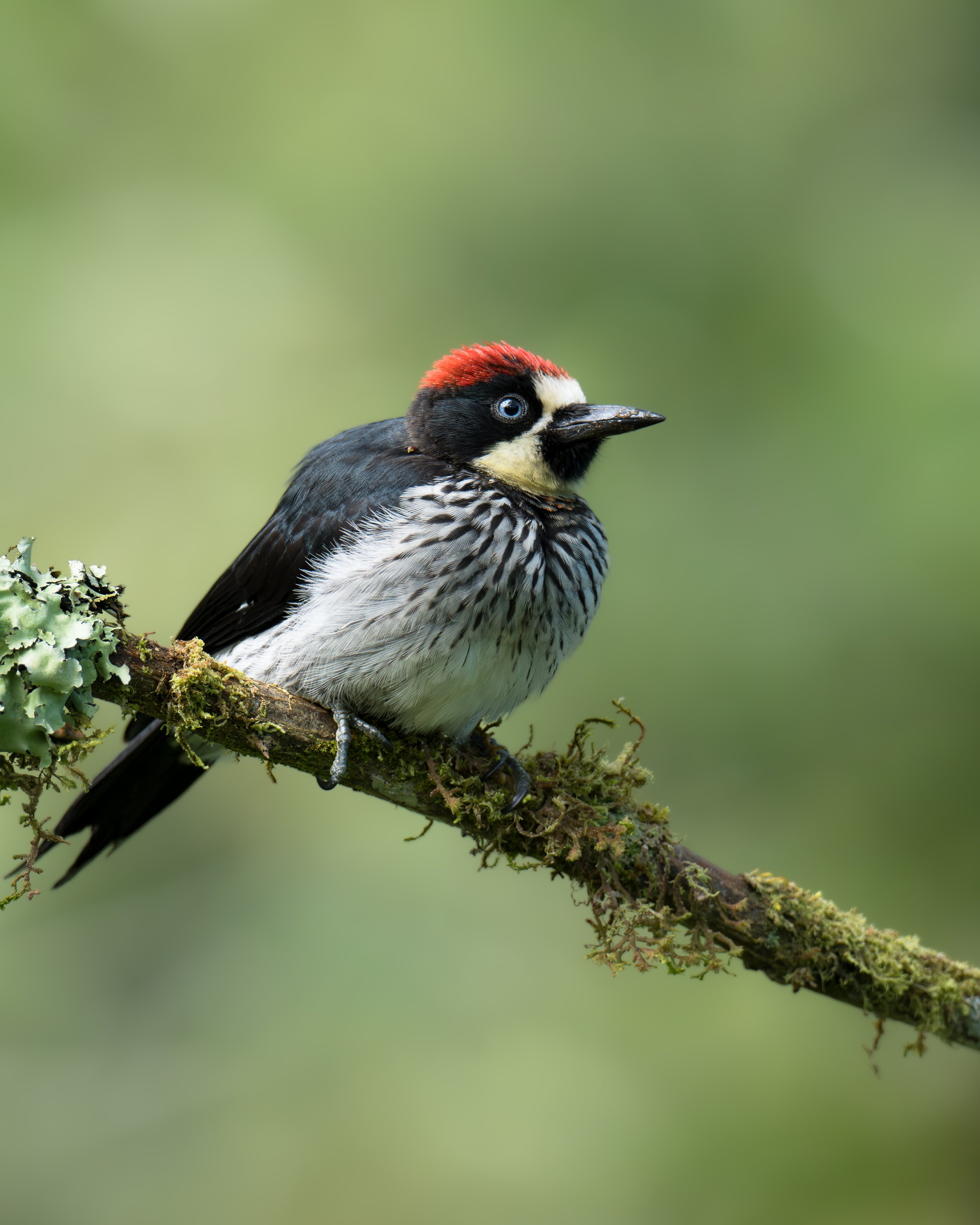 Close-up of a woodpecker perched on a branch with green blurred background.