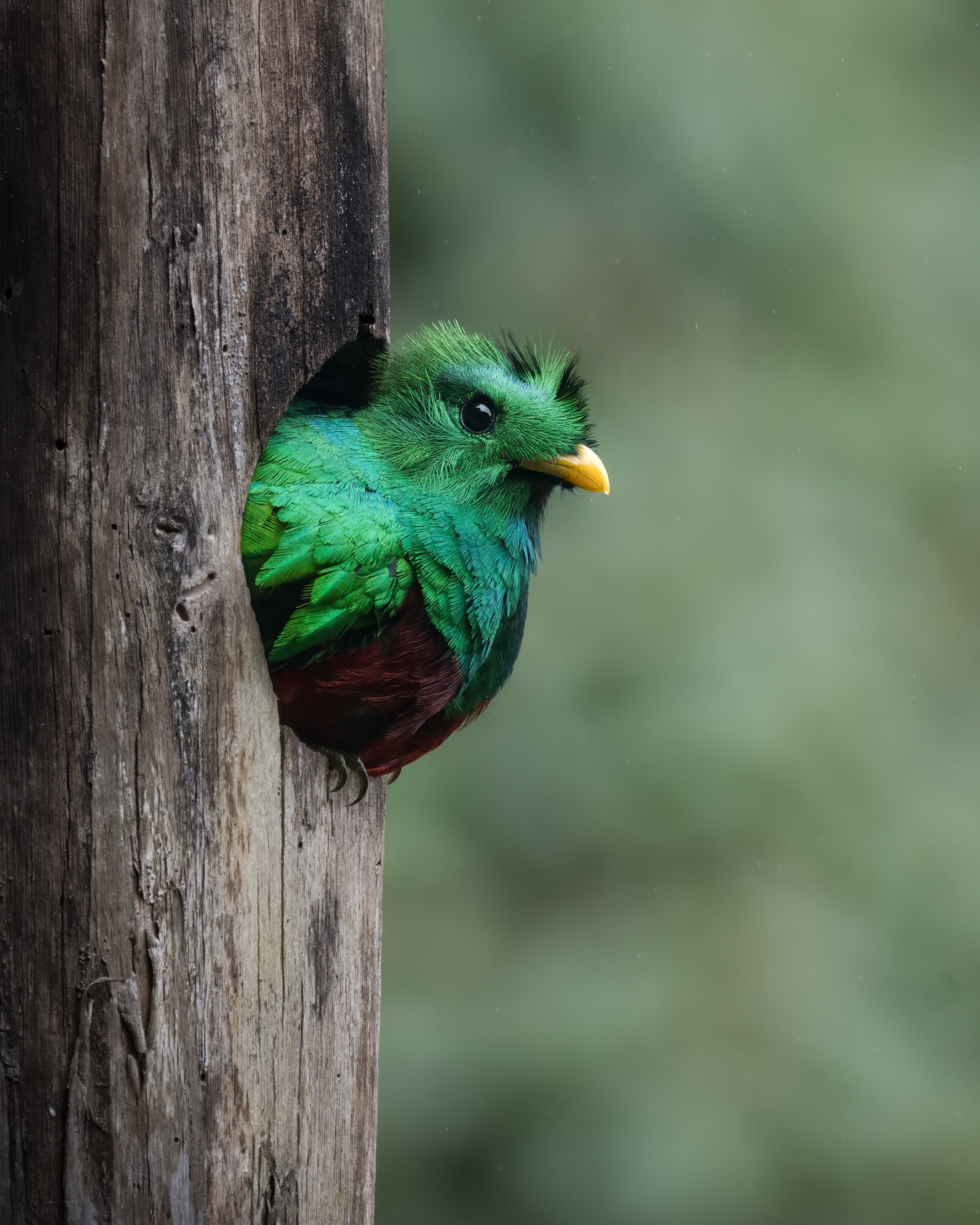 A colorful bird with bright green and black feathers peeking out from behind a weathered wooden post.